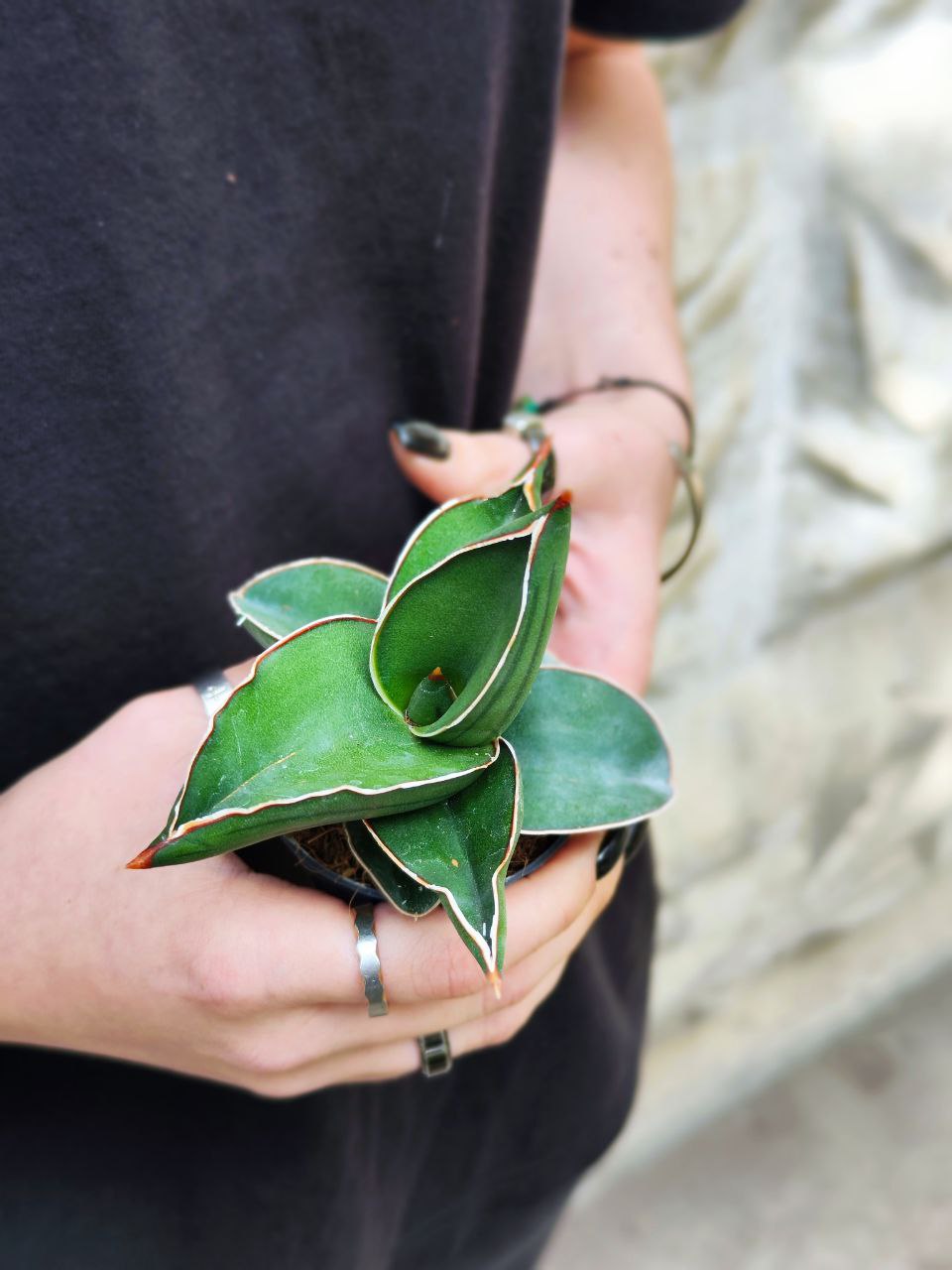 Сансевиерия Эренберга Самурай (Sansevieria Ehrenbergii Samurai) D6см