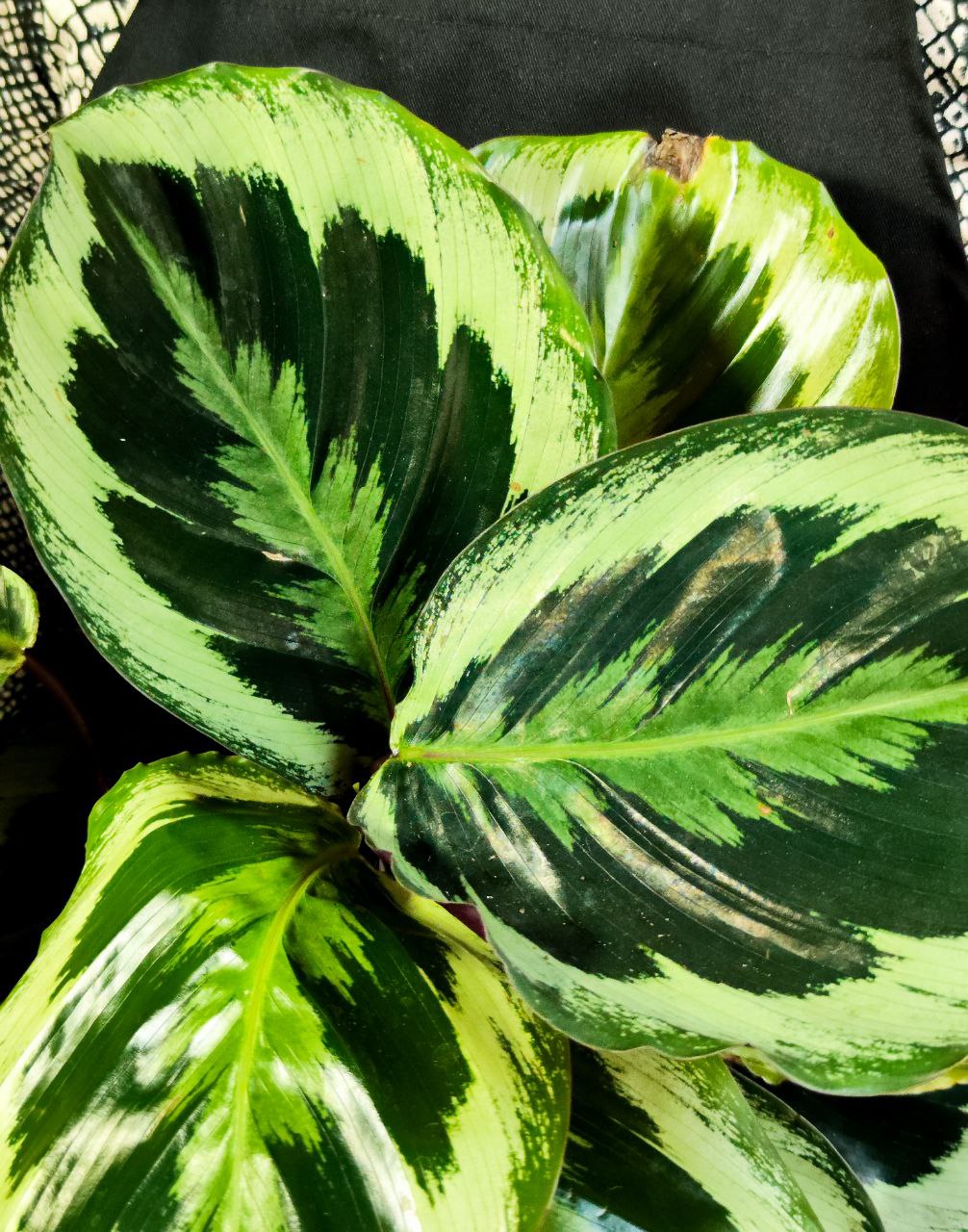 Калатея Марион Шайнстар (Calathea Marion Shinestar) D14см