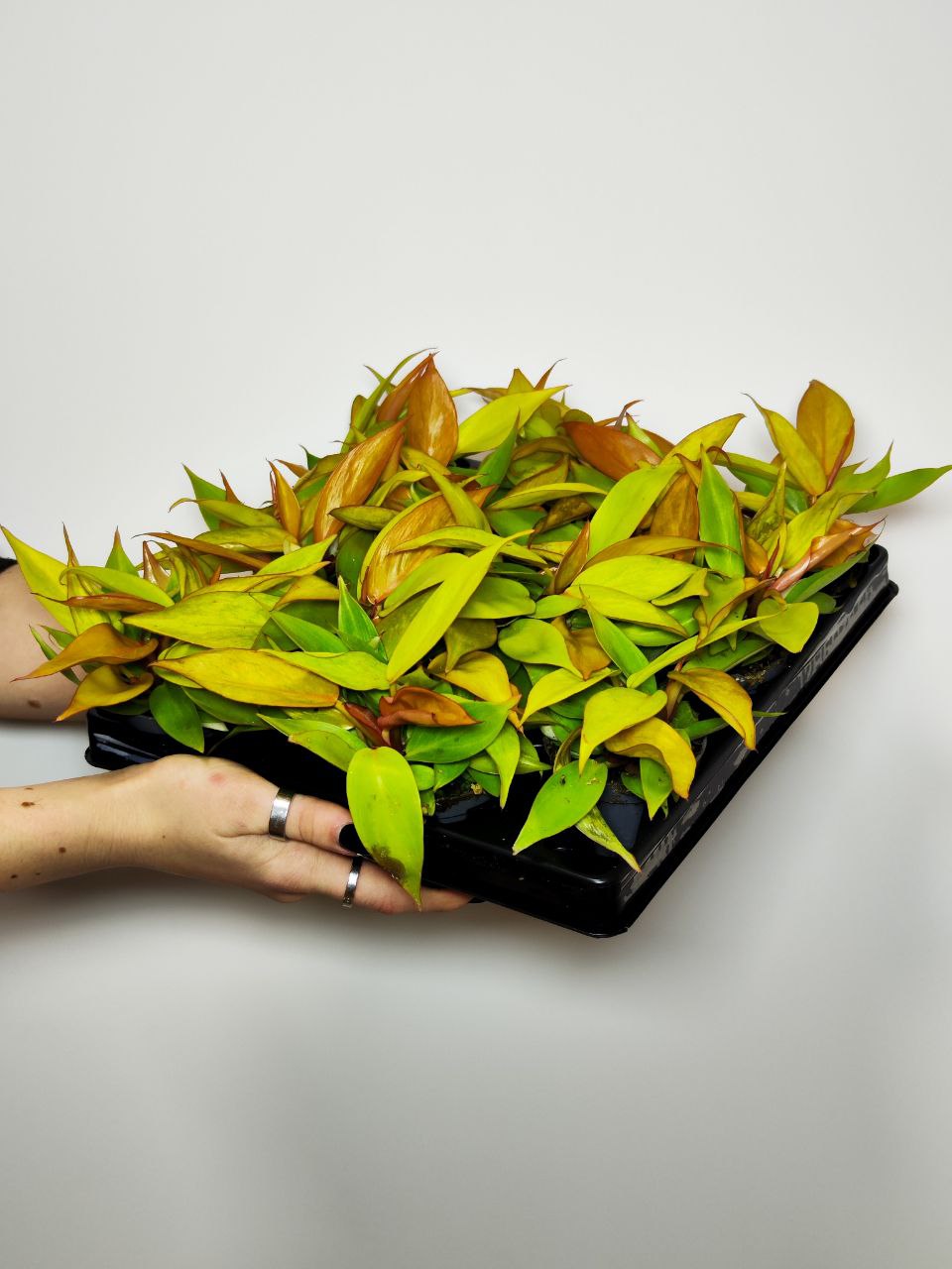 Филодендрон Черри Ред (Philodendron Cherry Red) D6см