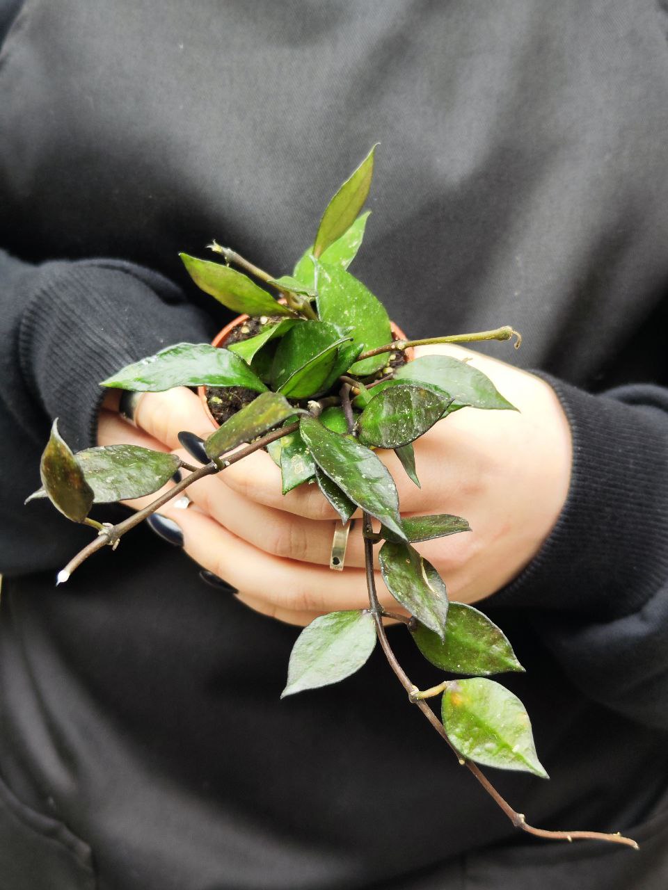 Хойя Крониана Блэк Ливс (Hoya Krohniana Black Leaves) D6см