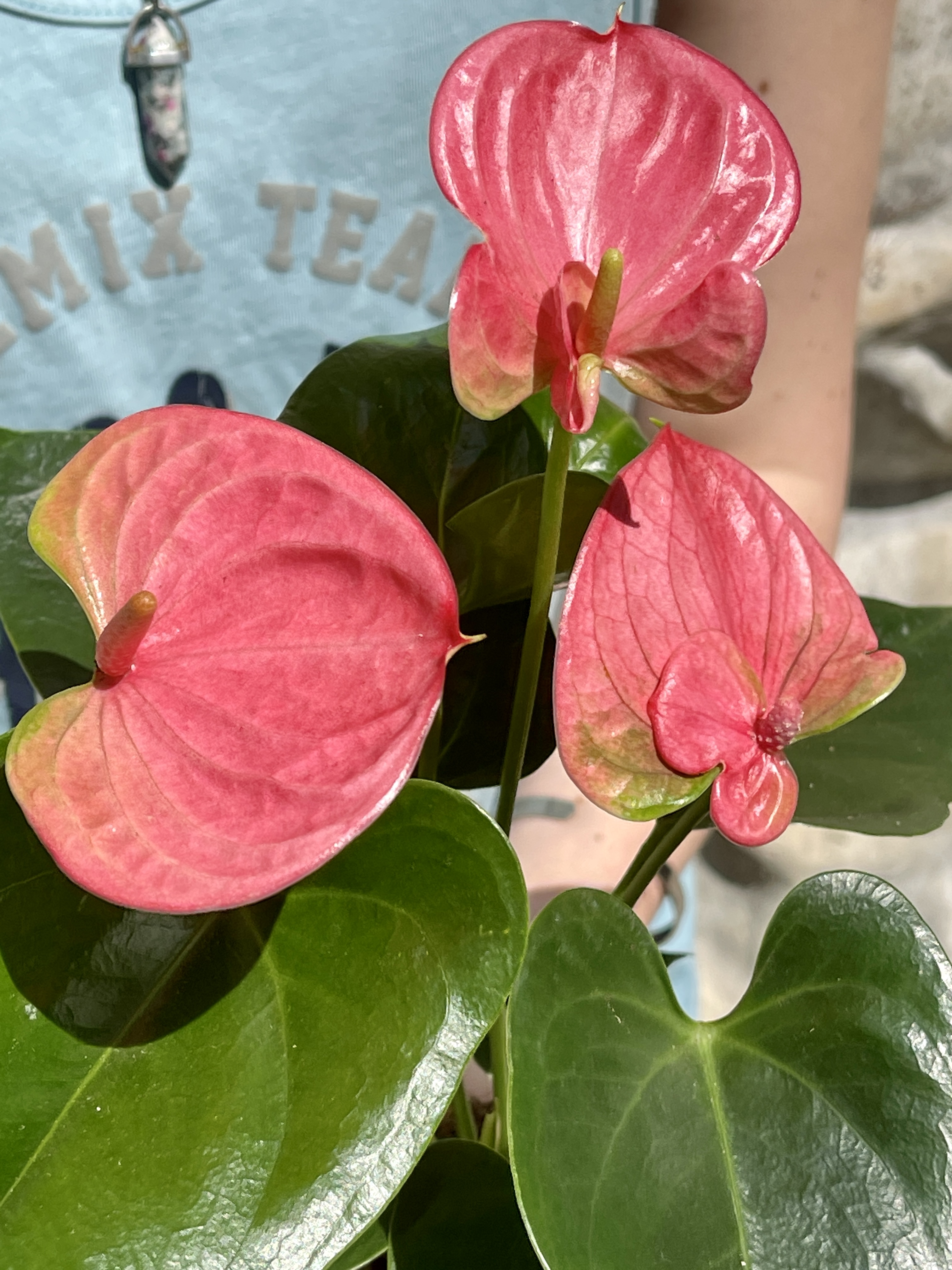 Антуриум Андре Пинк, или Розовый (Anthurium Аndraeanum Pink) D9см