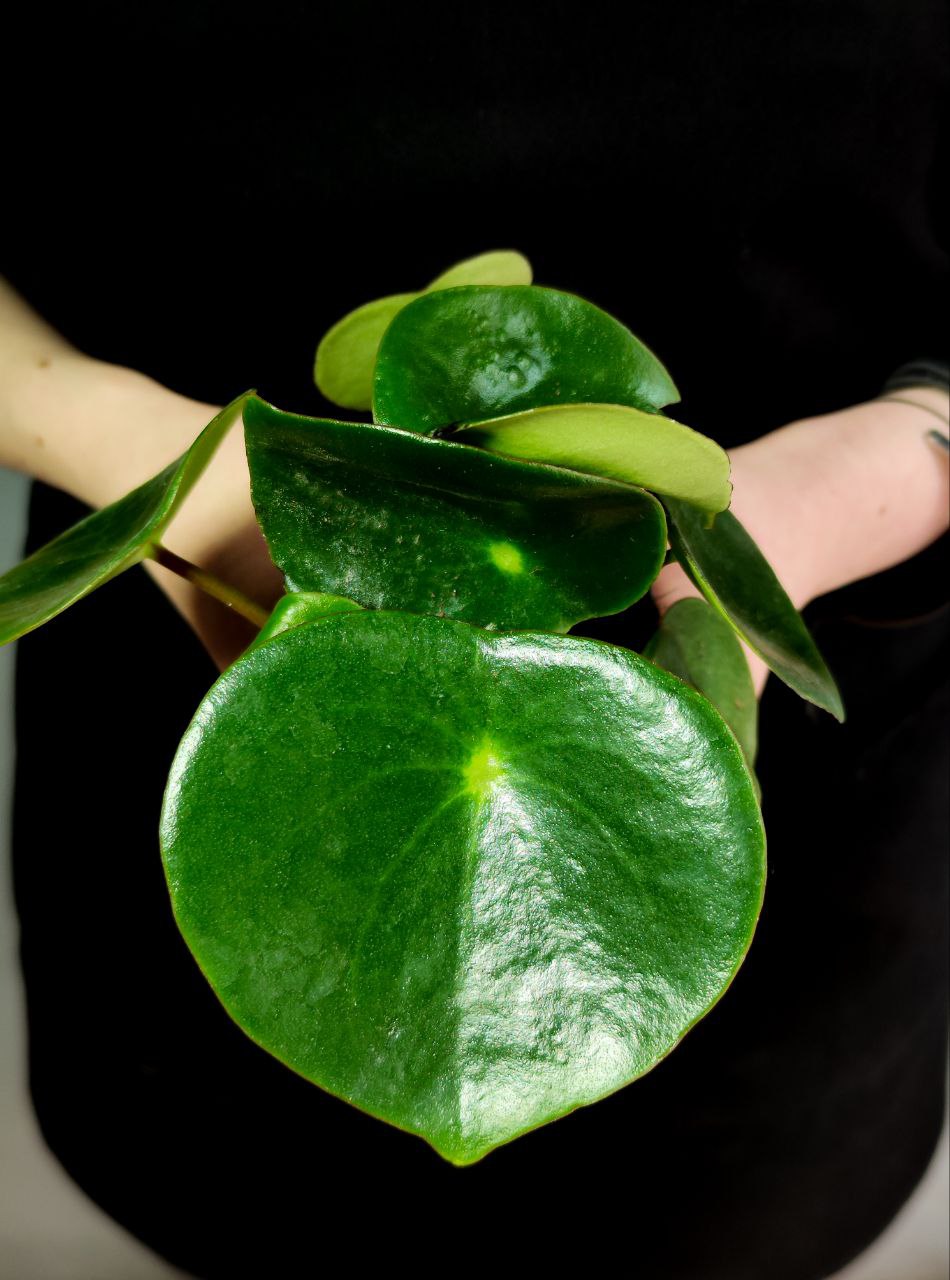 Пеперомия Рейндроп (Peperomia Polybotrya Raindrop) D12см