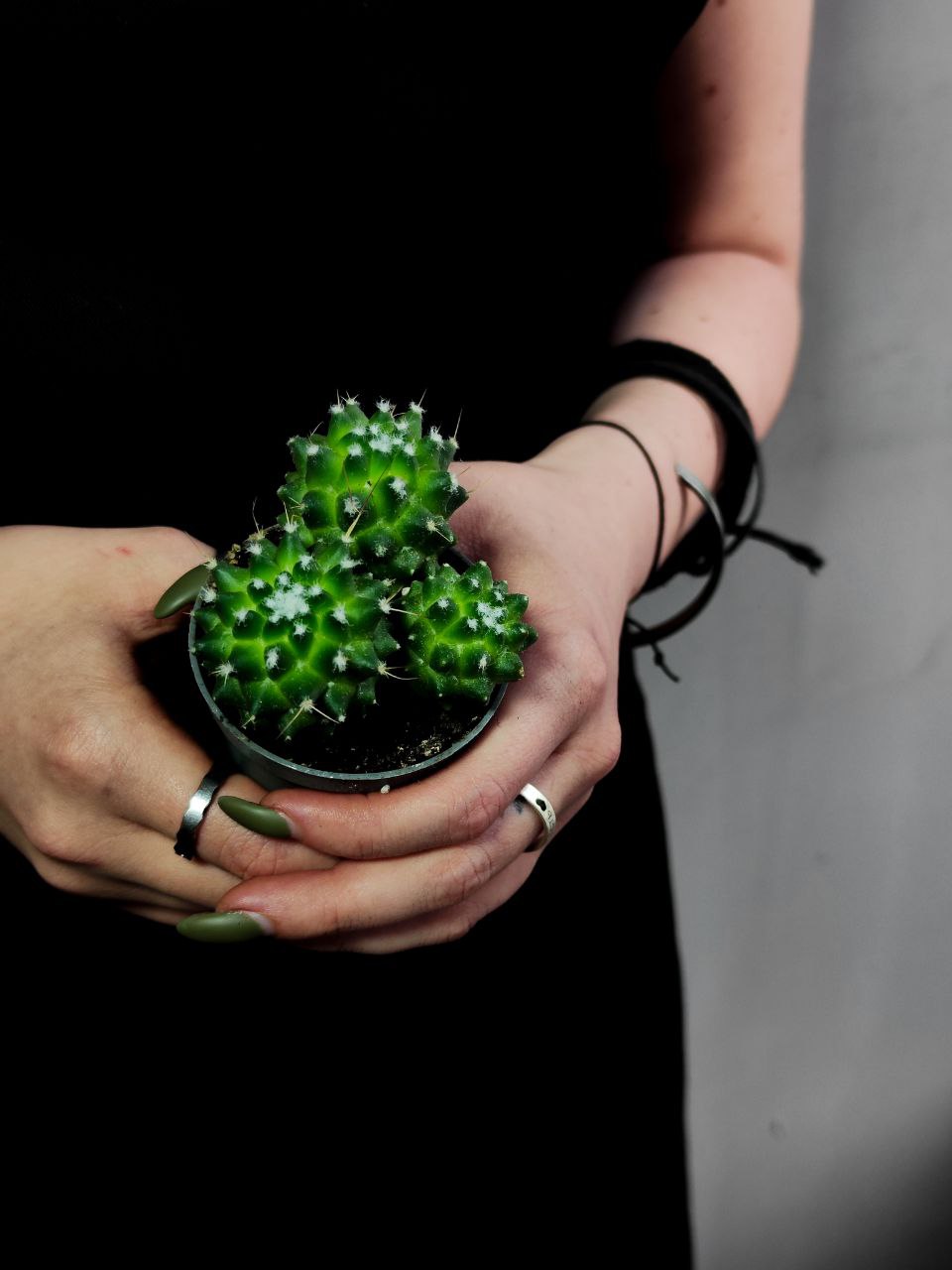 Маммиллярия Толука (Mammillaria Toluca) D5см