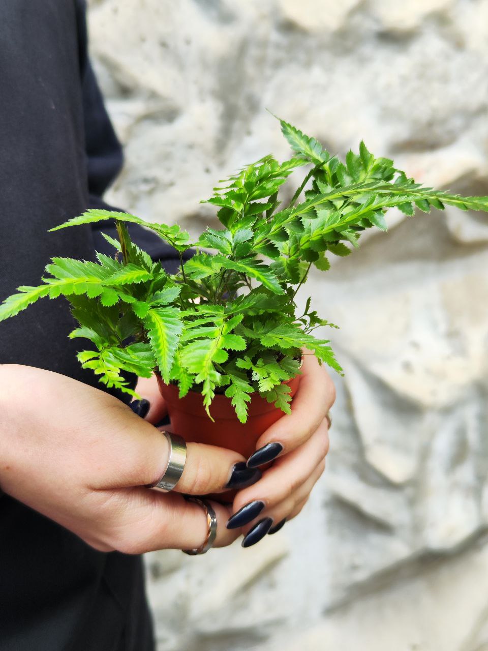 Румора Адиантиформис Вариегата (Rumohra Adiantiformis Variegata) D5см