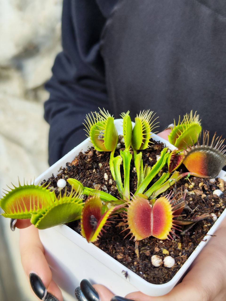Венерина Мухоловка Рептилия (Dionaea Muscipula Reptile) D9см