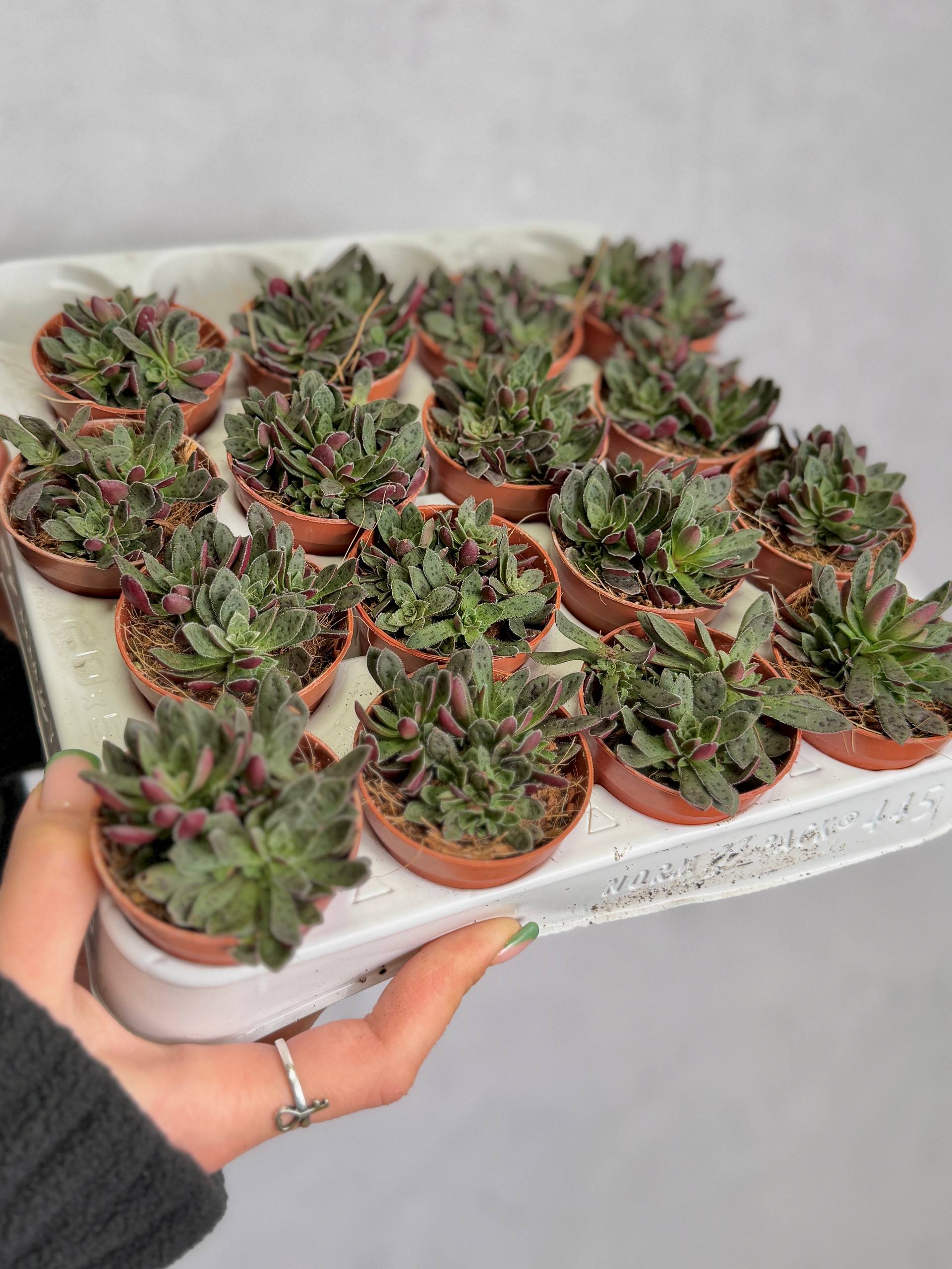 Крассула Пиктурата (Crassula Picturata) D5см