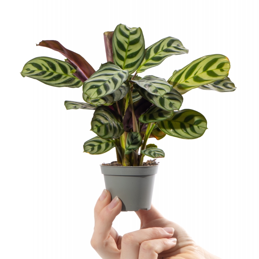 Маранта Беложилковая Амирабилис (Maranta Leuconeura Amabilis) D6см