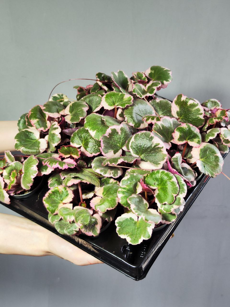Саксифрага, Камнеломка Плетеносная Вариегатная (Saxifraga Variegata) D6см