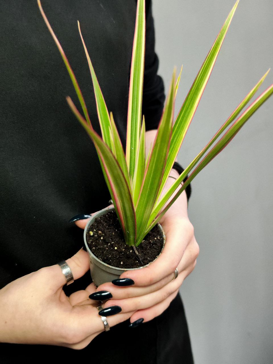 Драцена Маргината Биколор (Dracaena Marginata Bicolor) D6см