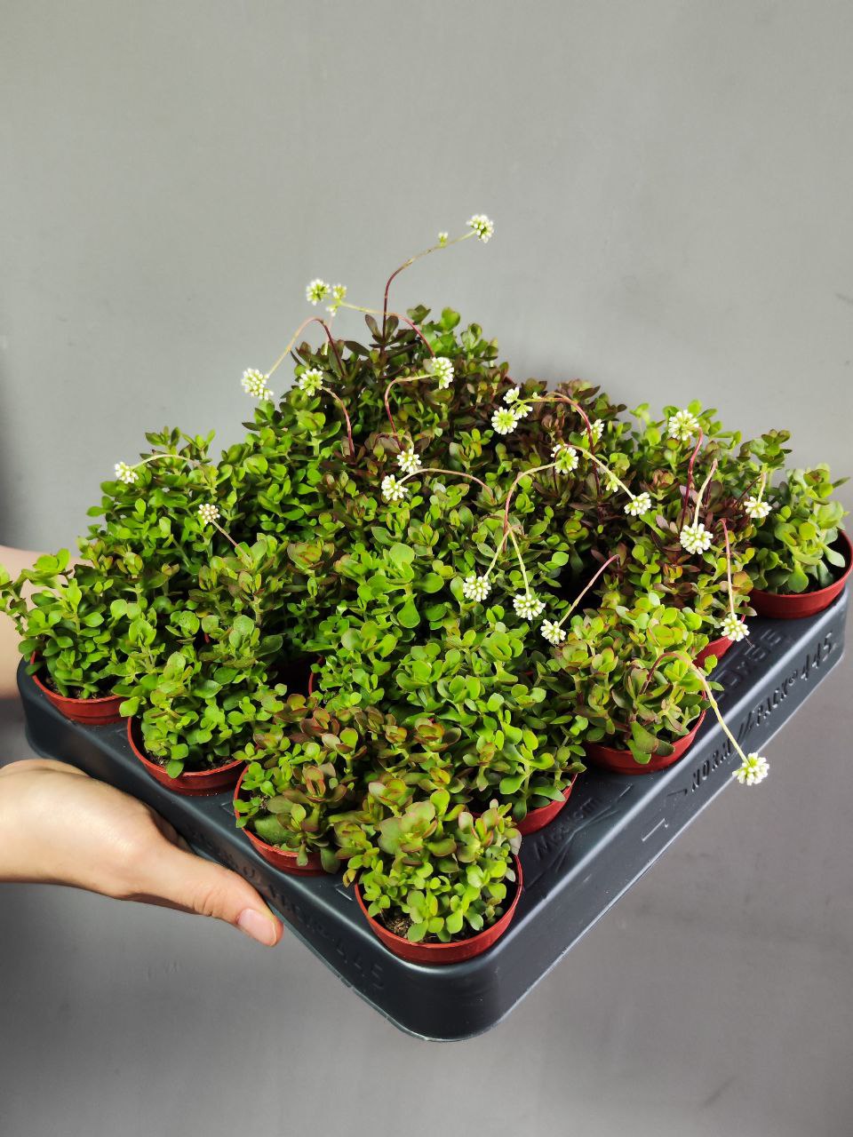 Крассула Радиканс (Crassula Radicans) D5см