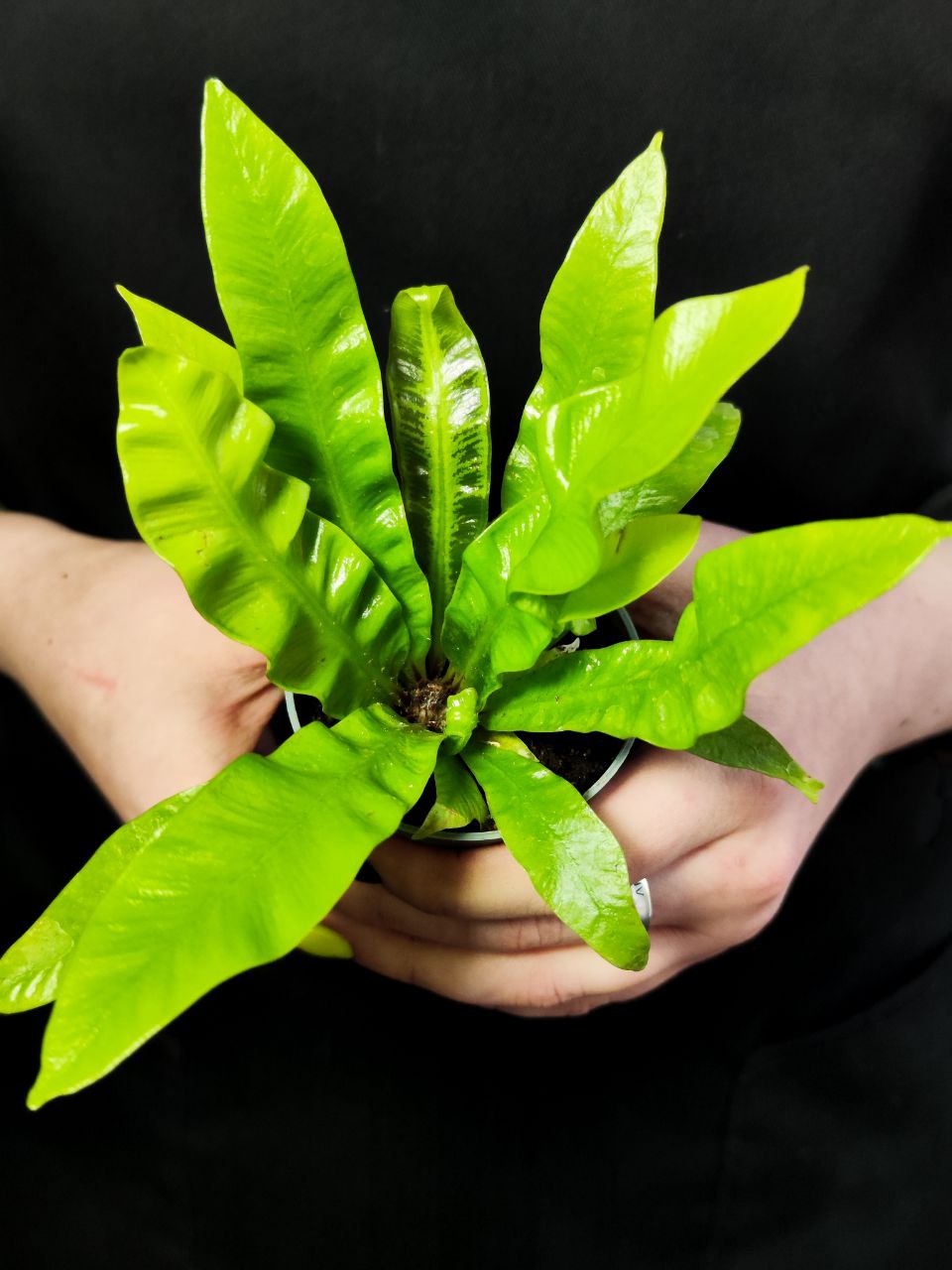 Папоротник Асплениум Криспи Вейв (Asplenium Crispy Wave) D6см