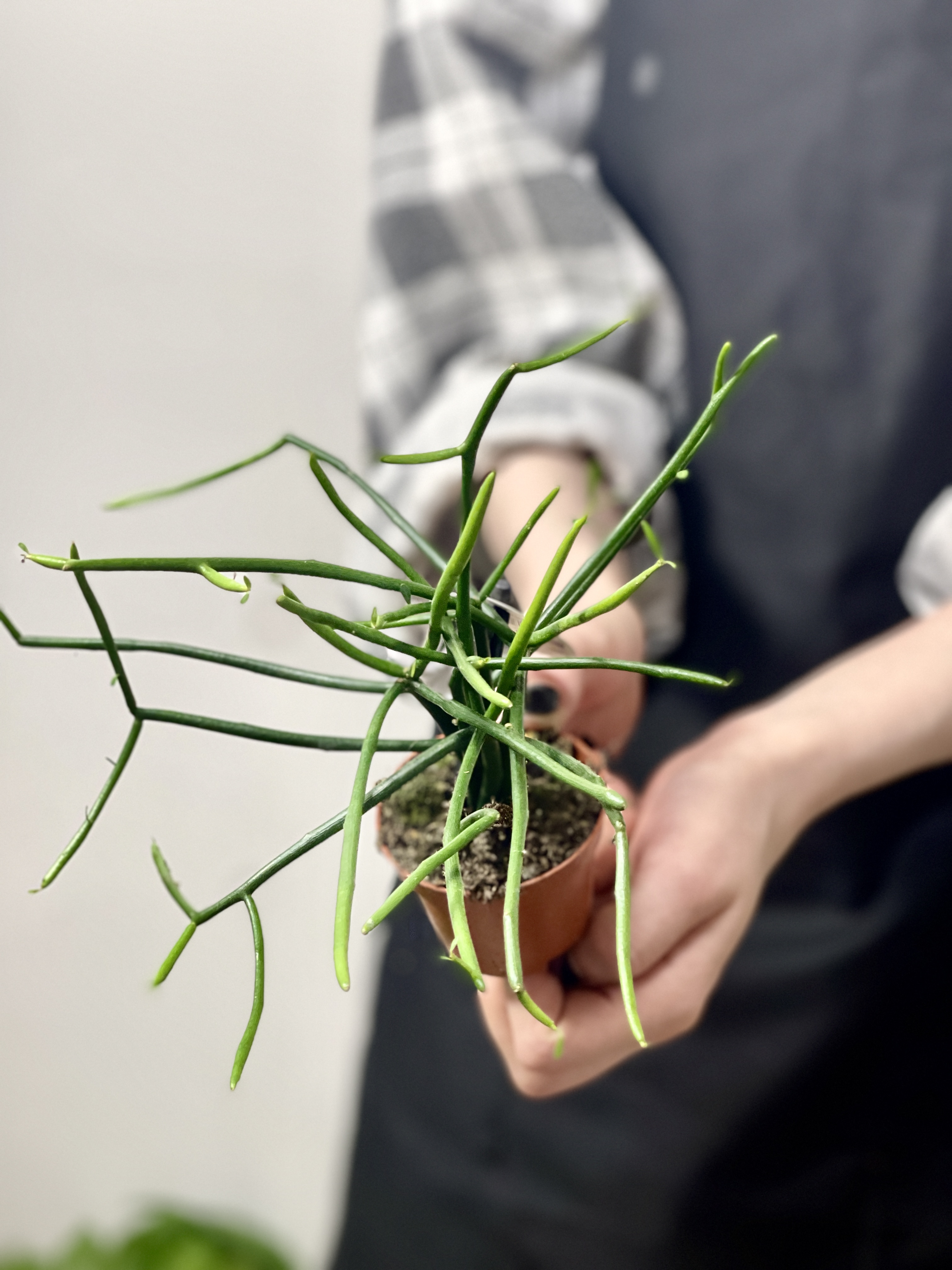 Эуфорбия (Молочай) Тирукалли (Euphorbia Tirucalli) D6см