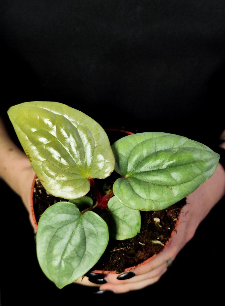 Антуриум Люксурианс (Anthurium Luxurians) D12см