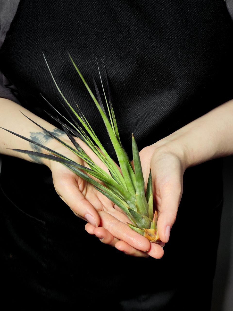 Тилландсия Капитата Блэк (Tillandsia Capitata Black)