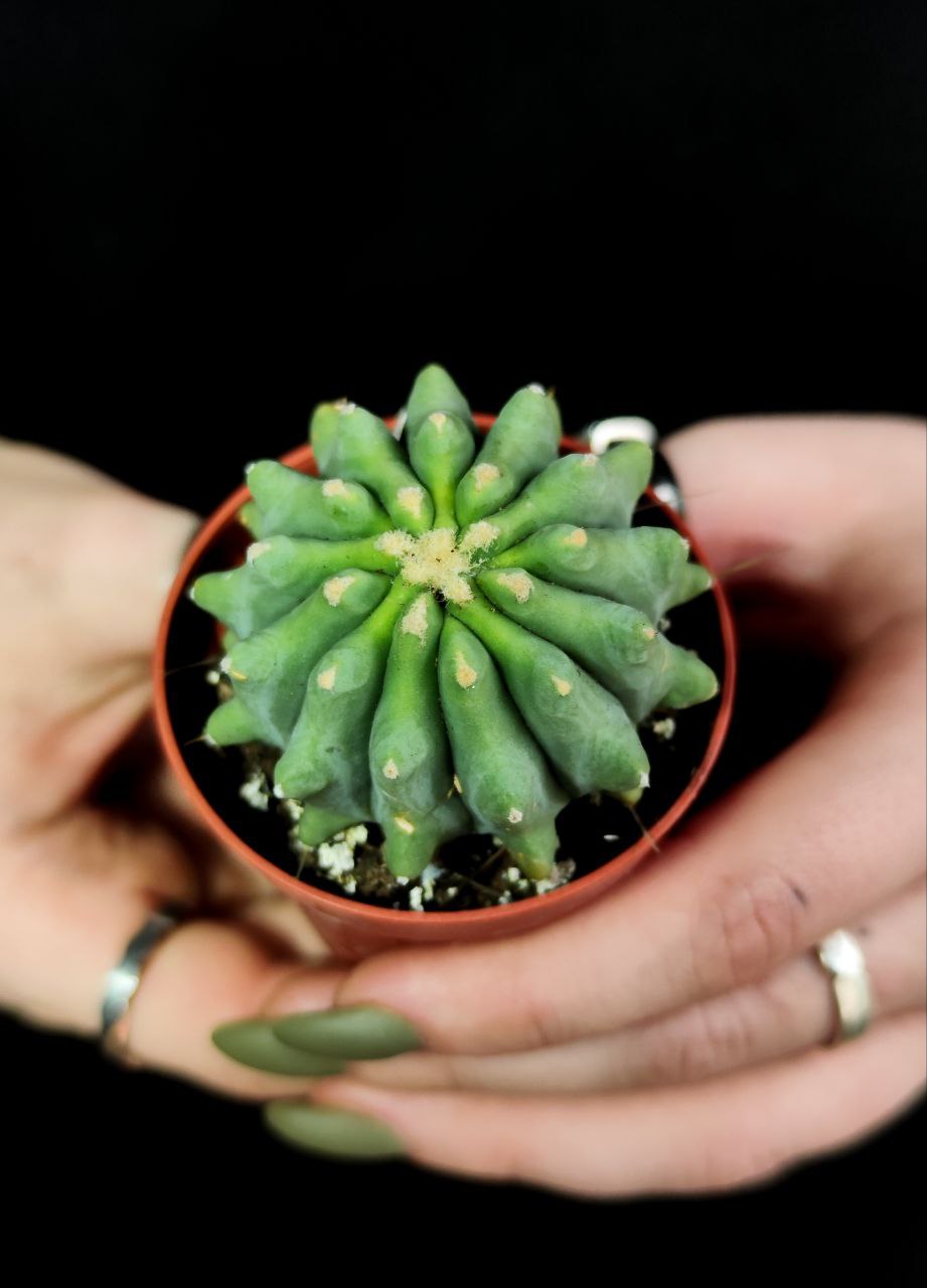 Ферокактус Глаусесценс Инермис (Ferocactus Glaucescens Inermis) D5см