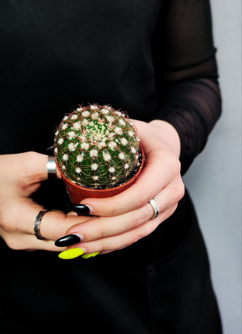 Нотокактус Юбельмана (Notocactus Uebelmaniana) D5см