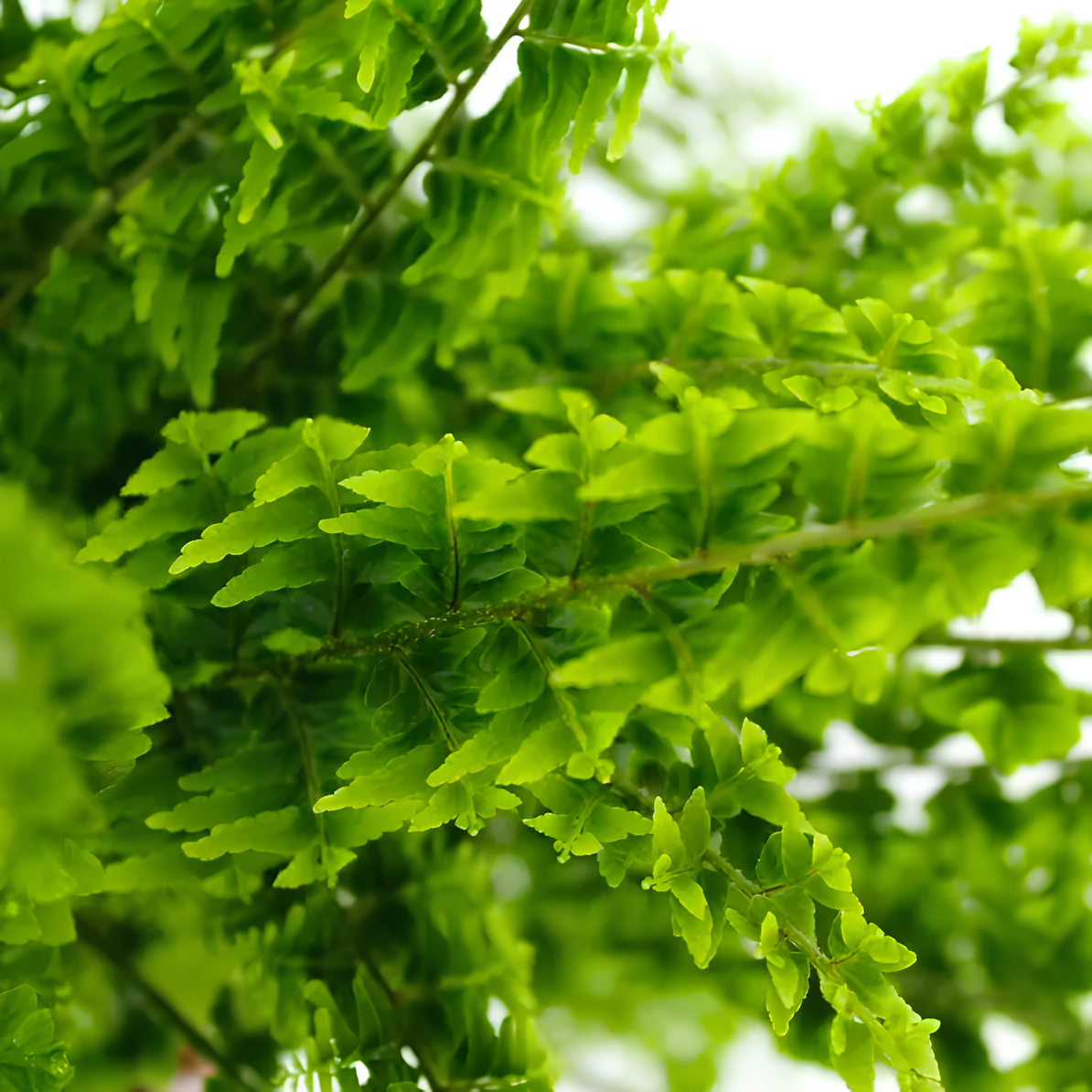 Нефролепис Грин Фэнтези (Nephrolepis Green Fantasy) D5см