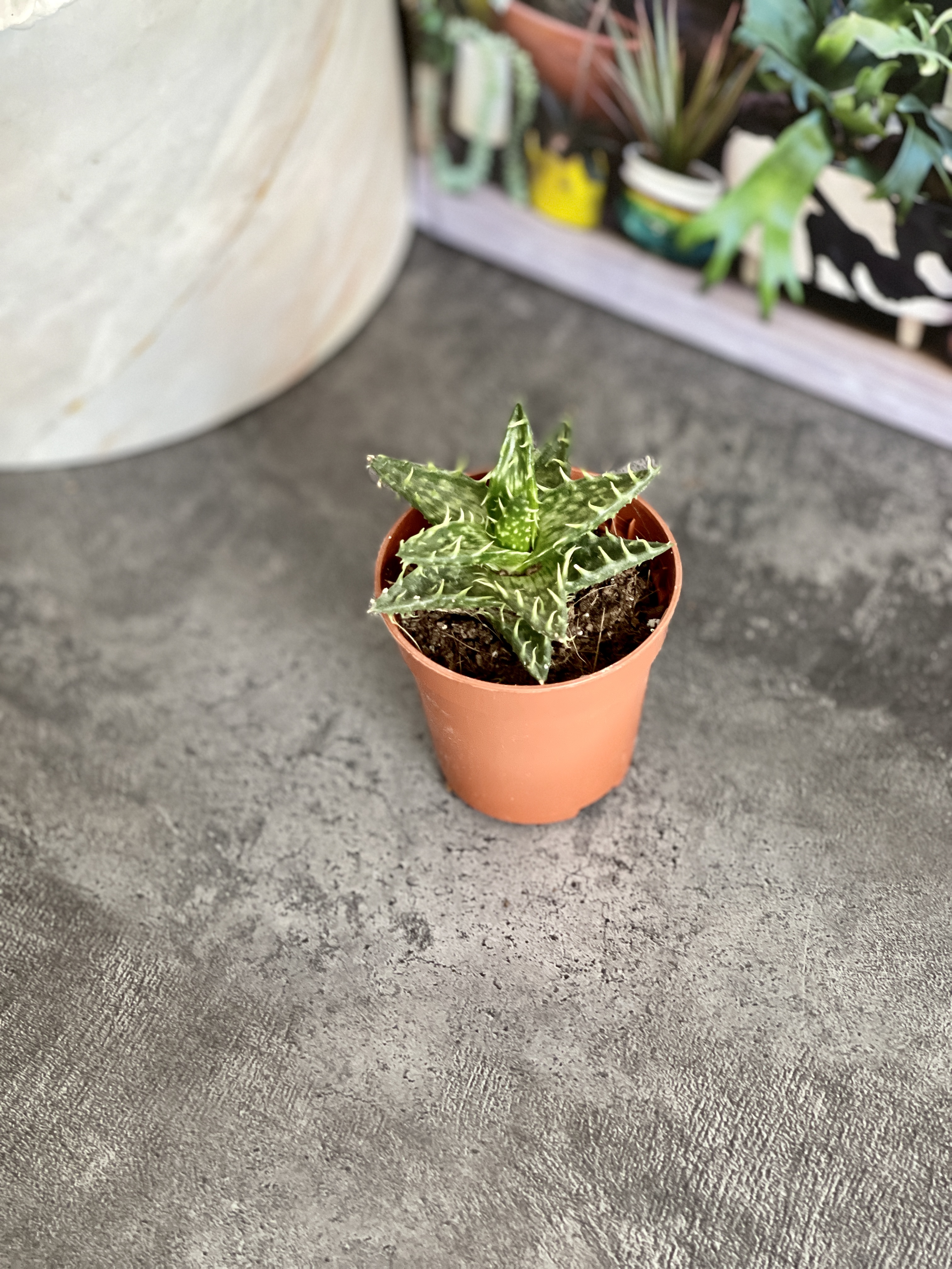 Алоэ Оттопыренное Мини (Aloe Squarrosa Mini) D5см