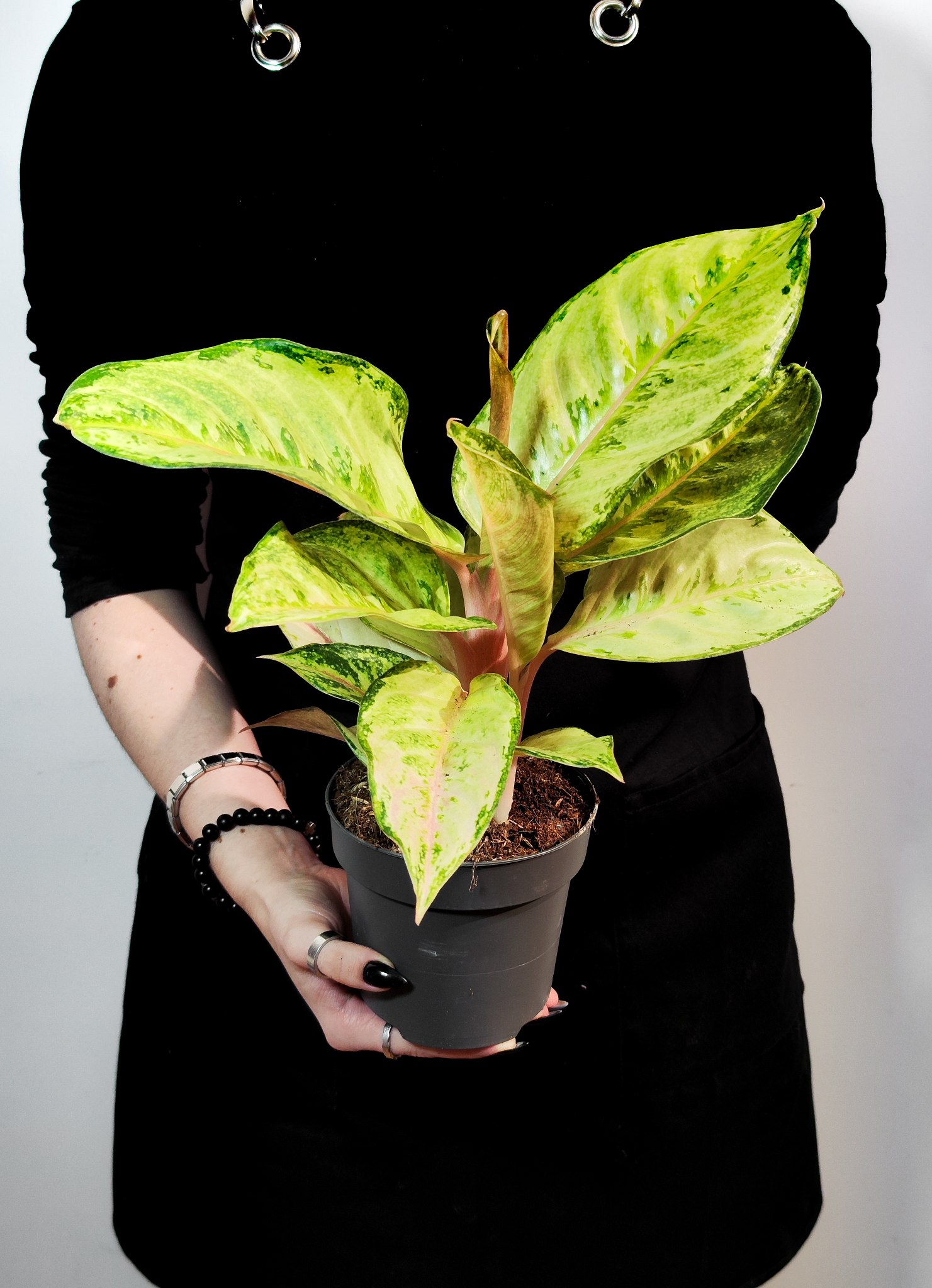 Аглаонема Корн Силк (Aglaonema Corn Silk) D12см