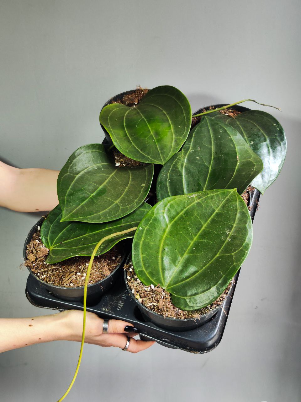 Хойя Латифолия, или Хойя Широколистная (Hoya Latifolia) D12см