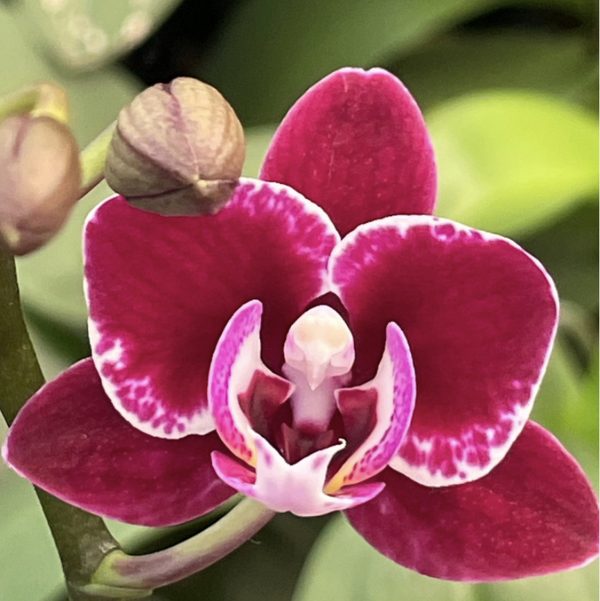 Фаленопсис Мультифлора Кранберри Ча Ча (Phalaenopsis Multiflora Cranberry Cha Cha) D7см