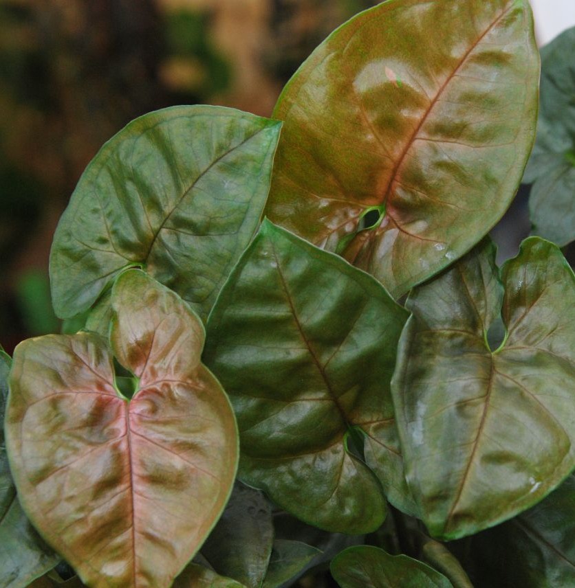 Сингониум Плам Элюжен (Syngonium Plum Allusion) D6см
