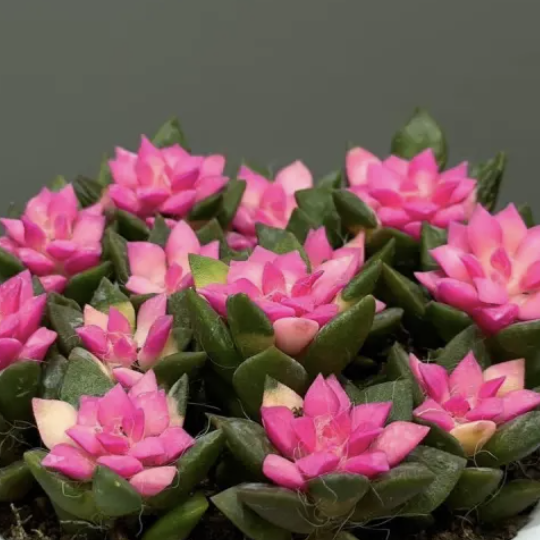Анакампсерос Сноу Пинк Брокадэ (Anacampseros Snow Pink Brocade) D9см