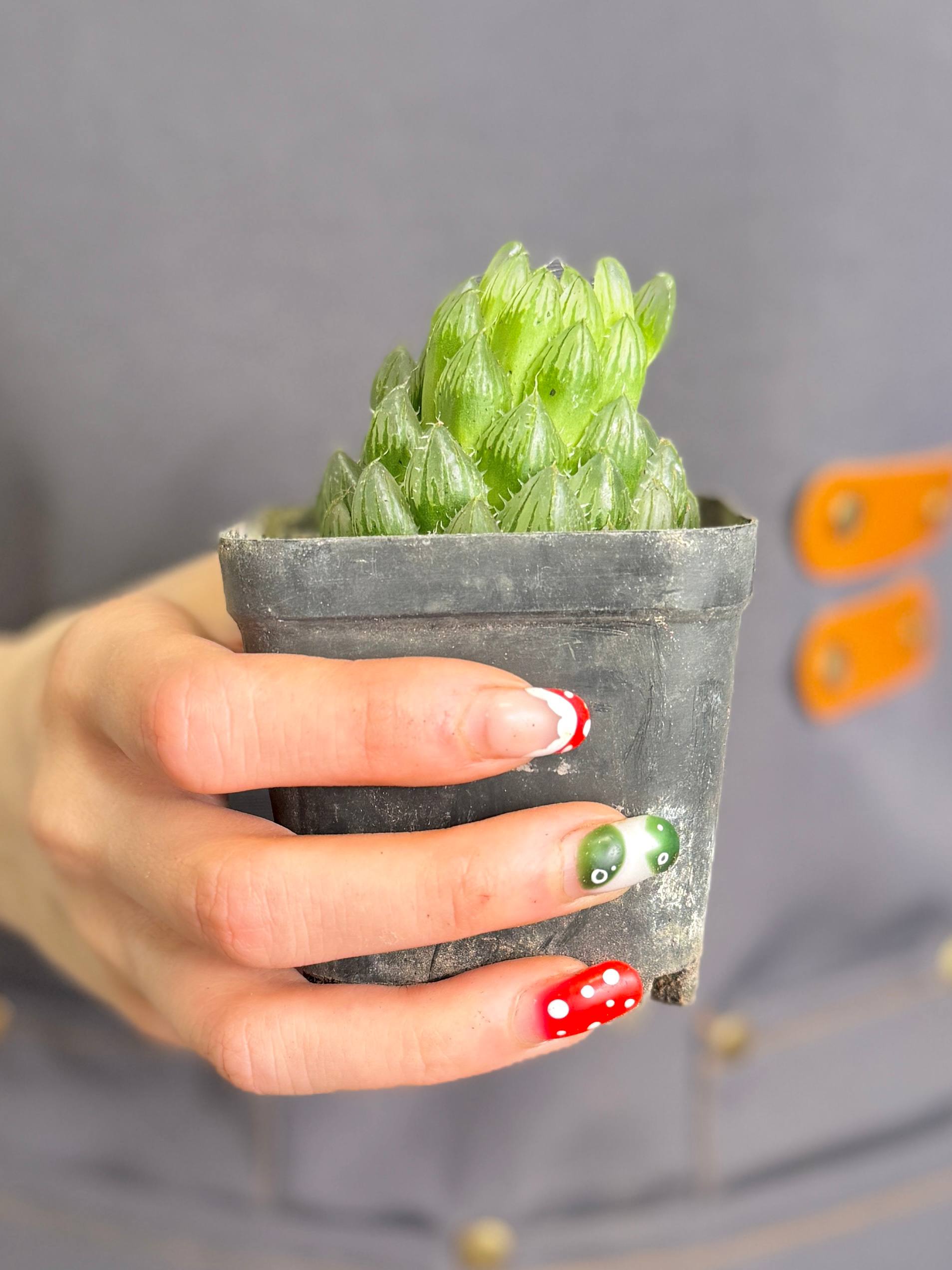Хавортия Купера Пиктурата (Haworthia Cooperi var. Picturata) D7см