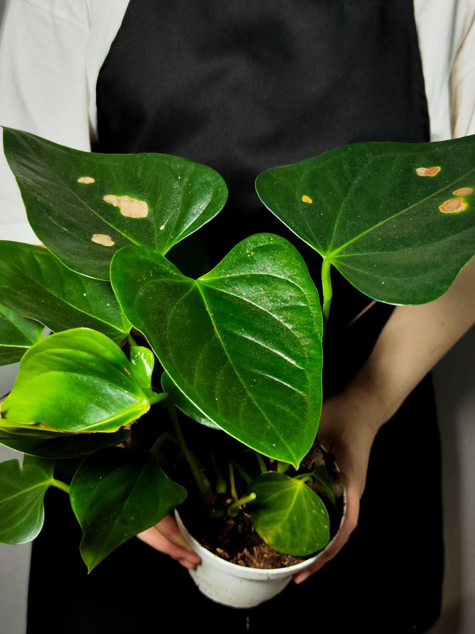 Антуриум Микс УЦЕНКА (Anthurium Mix) D12-14см