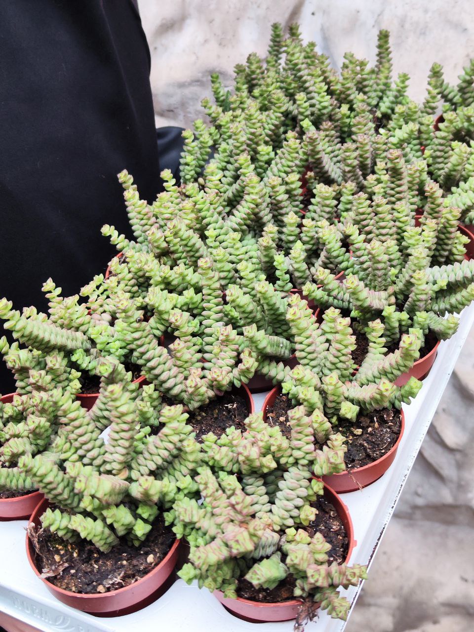 Крассула Хоттентот Минор (Crassula Hottentot Minor) D8,5см