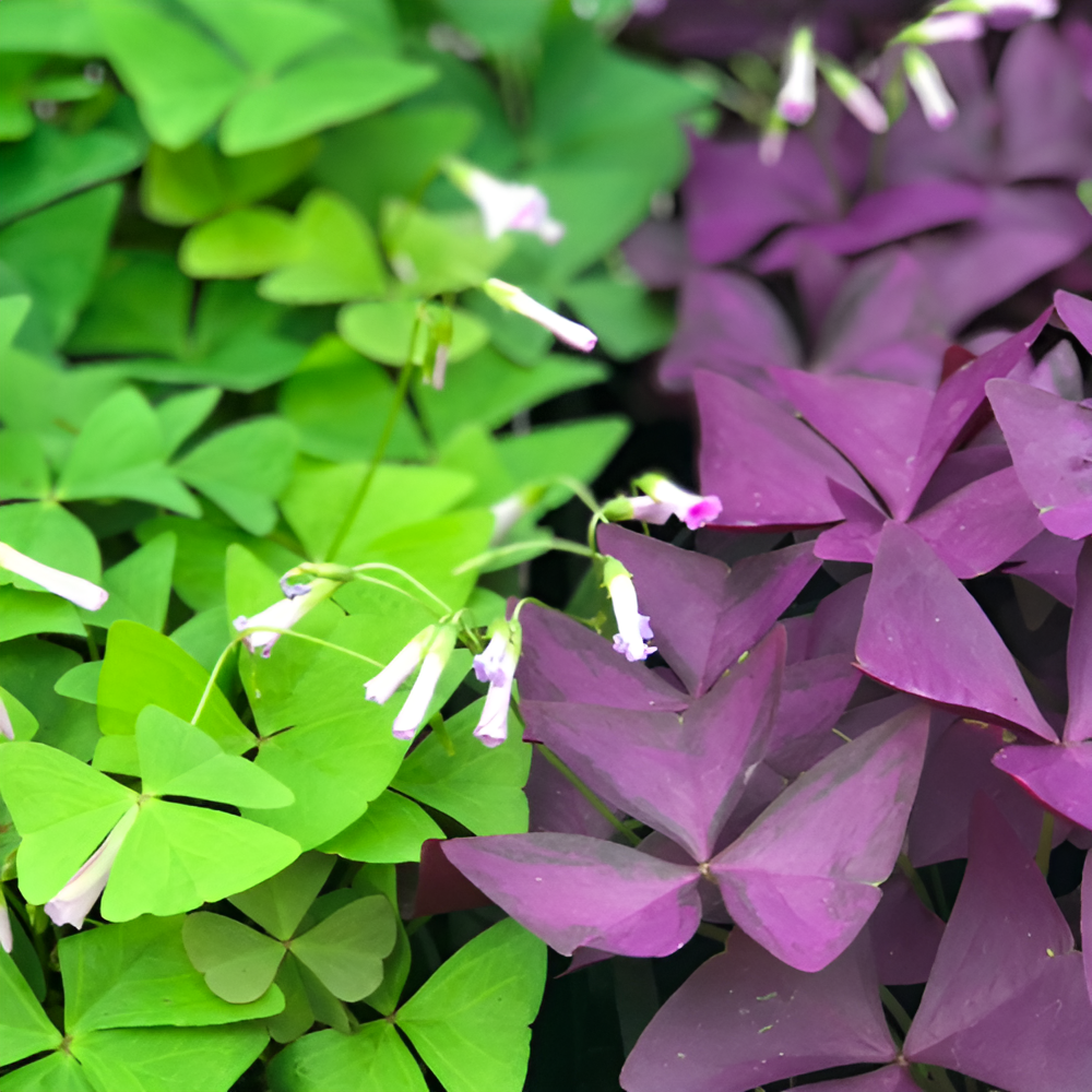 Кислица Треугольная Зеленая (Oxalis Triangularis Green) D10см