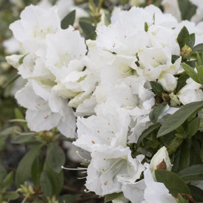 Азалия (Рододендрон) Индийская Белая (Azalea Indica White) D13см