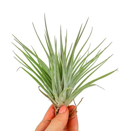 Тилландсия Кати (Tillandsia Kathy)
