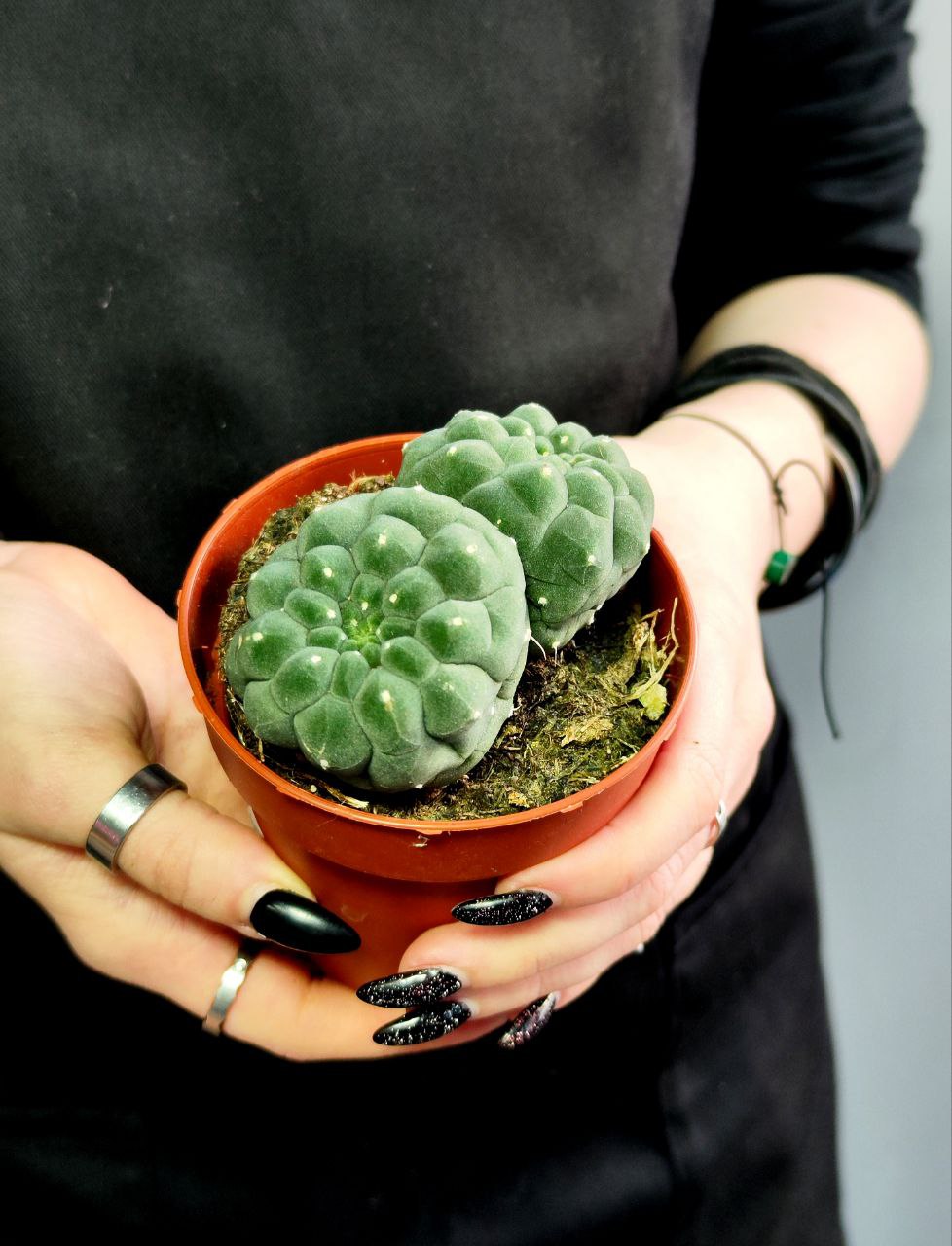 Кактус Матукана Мадисониорум (Matucana Madisoniorum) D8,5см