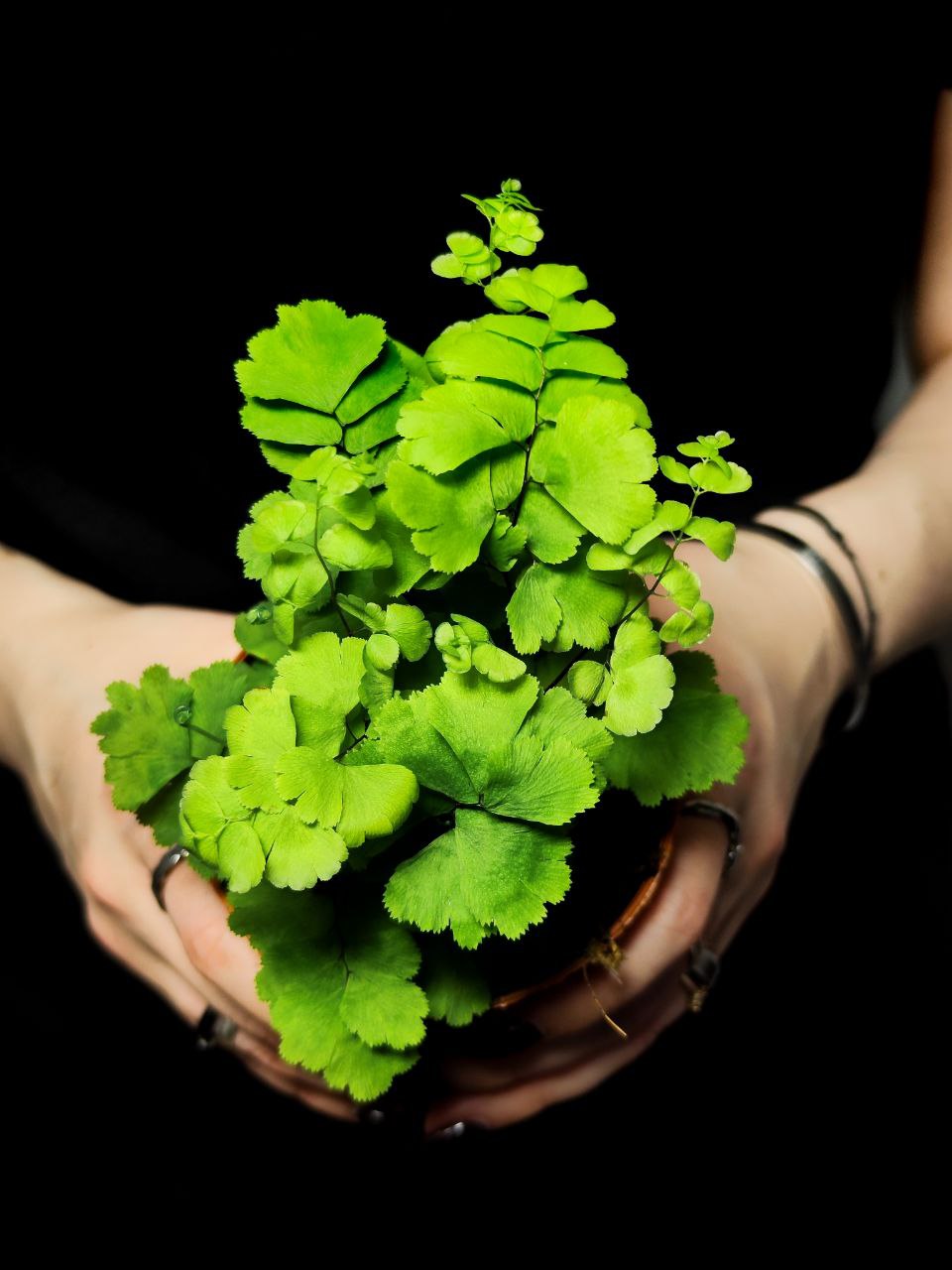 Адиантум Леди Женева (Adiantum Lady Geneva) D8,5см