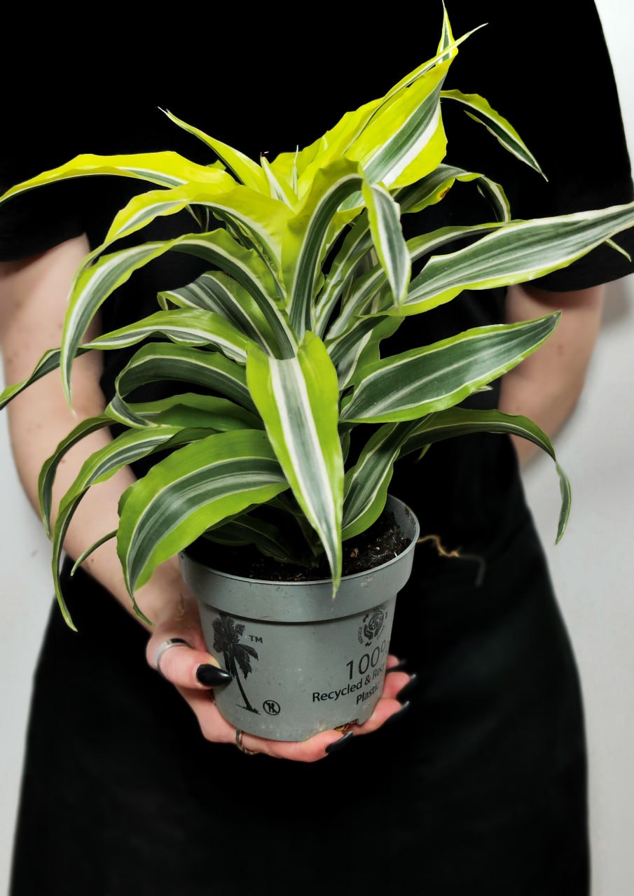 Драцена Фрагранс Лемон Сюрпрайз (Dracaena Fragrance Lemon Surprise) D12см