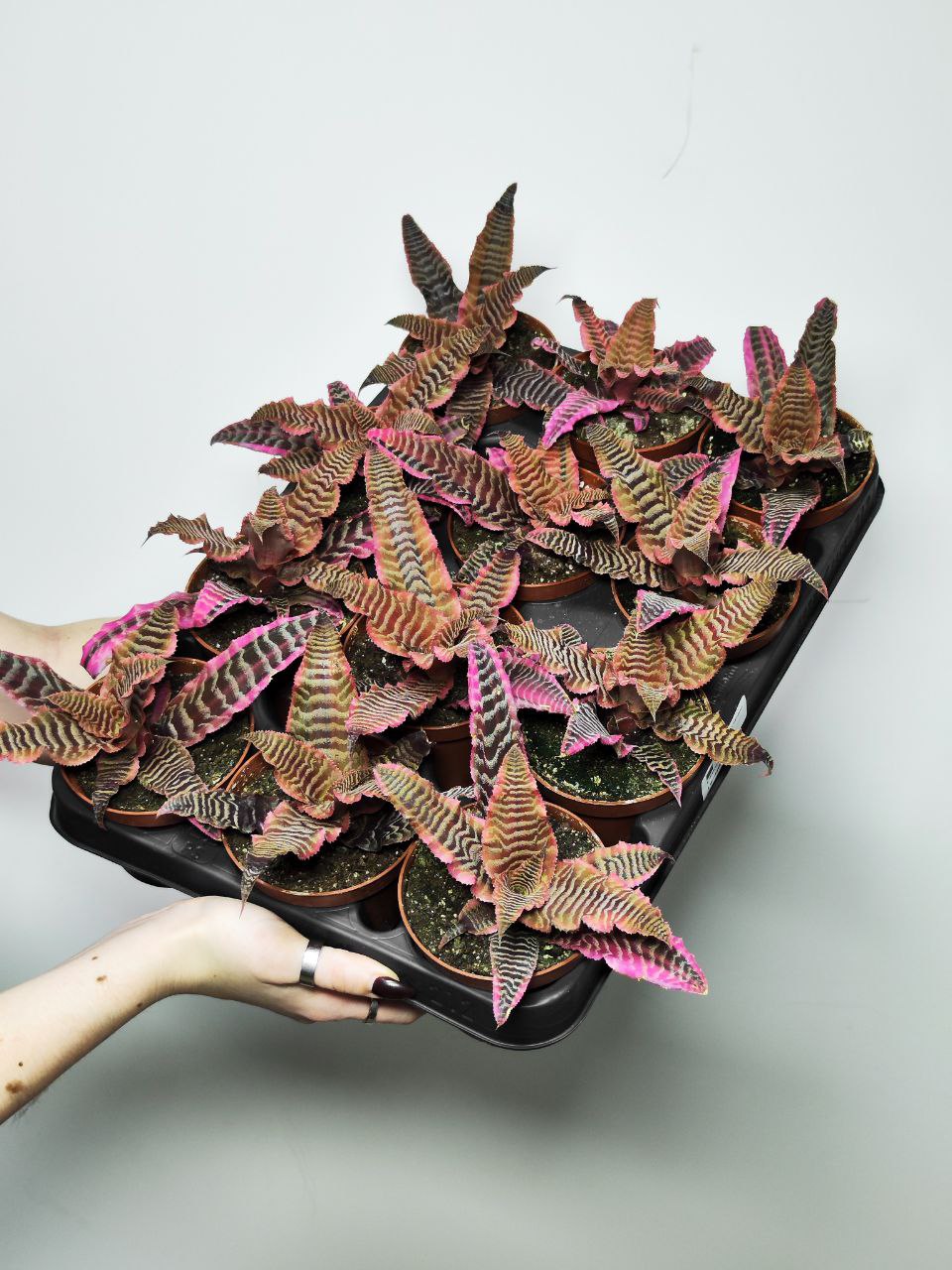 Криптантус Элайн (Cryptanthus Elaine) D9см