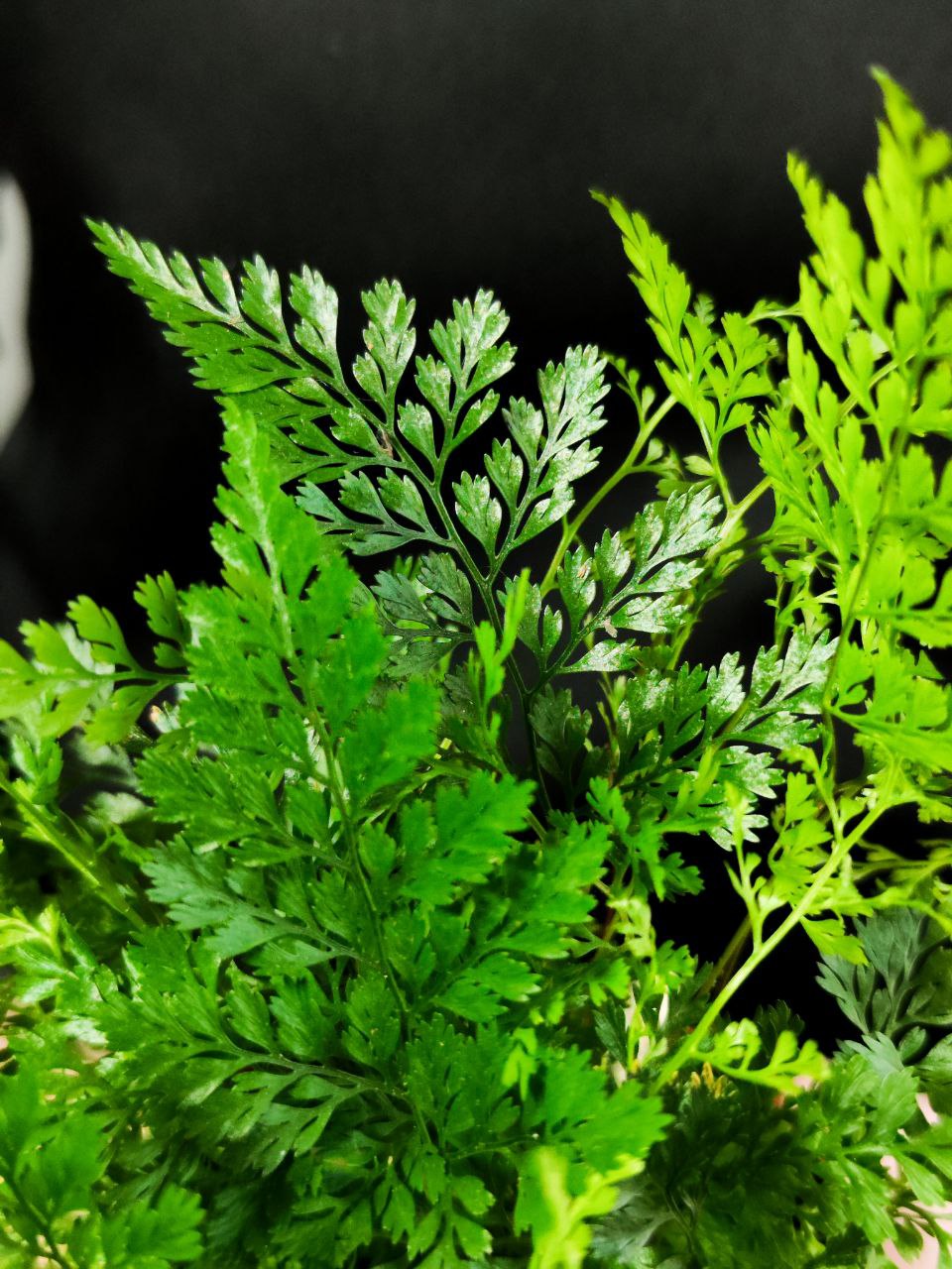 Даваллия Фиджийская (Davallia Fijiensis) D8,5см