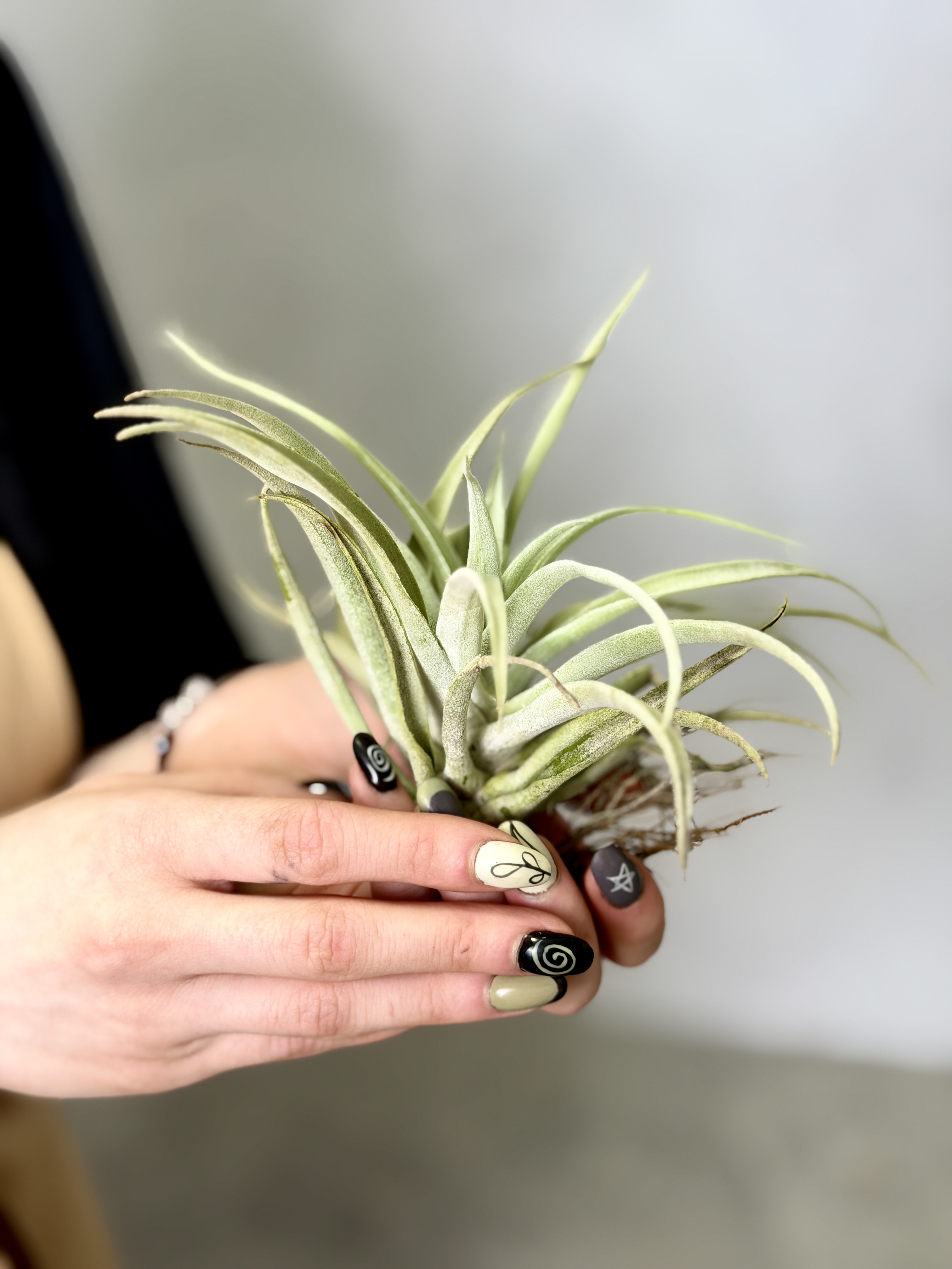 Тилландсия Грин Капитата XL (Tillandsia Green Capitata XL)