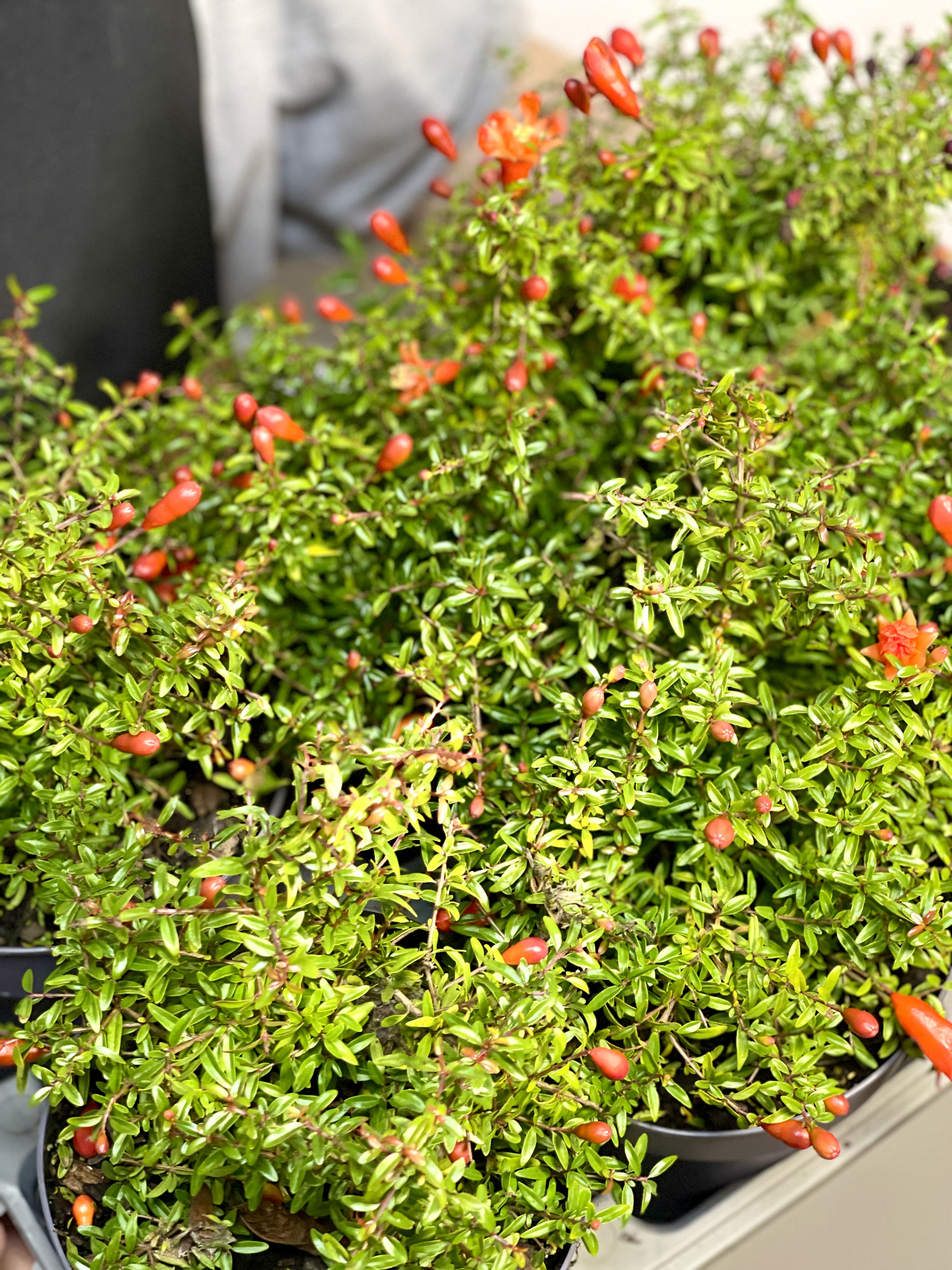 Гранатовое Дерево (Punica Granatum) D12см