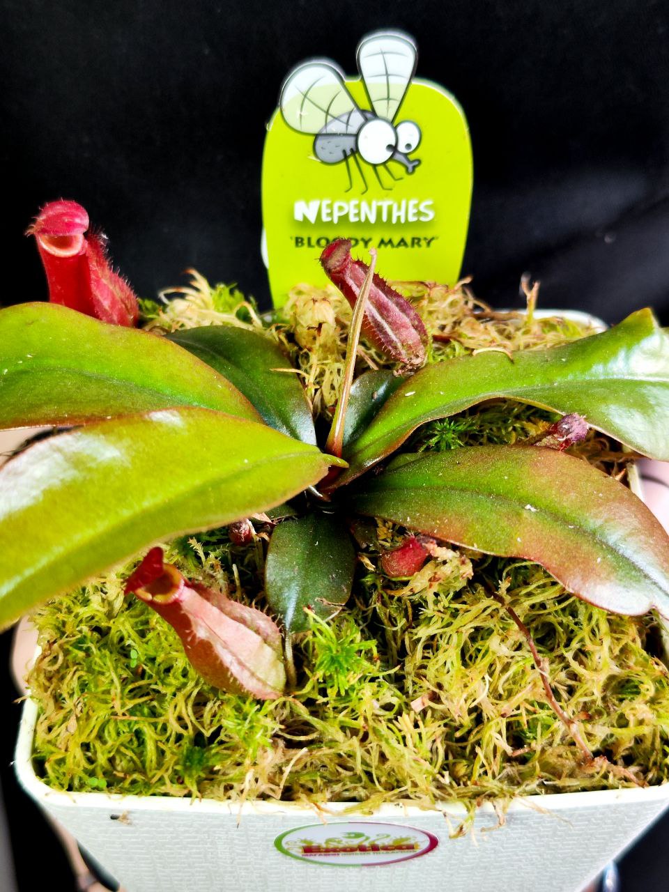 Непентес Кровавая Мэри (Nepenthes Bloody Mary) пересаженный D12см