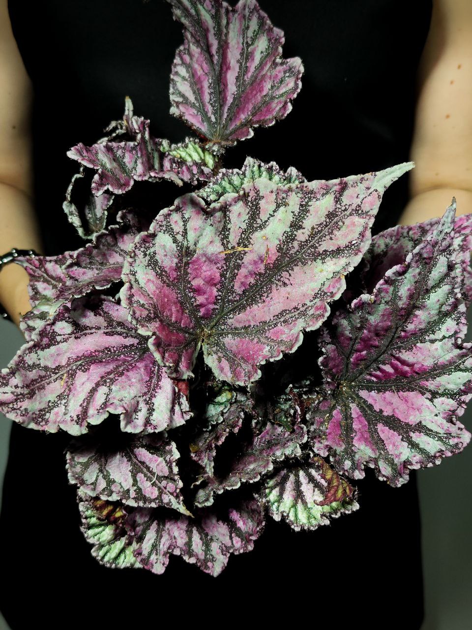 Бегония Рекс Дьюдроп (Begonia Rex Dew Drop) D12см