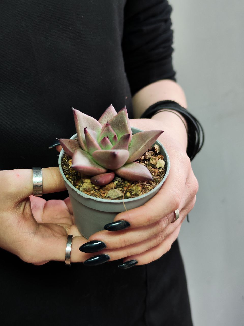 Эхеверия Агавовидес Ромео (Echeveria Agavoides Romeo) D6,5см