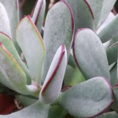 Котиледон Орбикулата Гибридный (Cotyledon Orbiculata Hybride) D5см