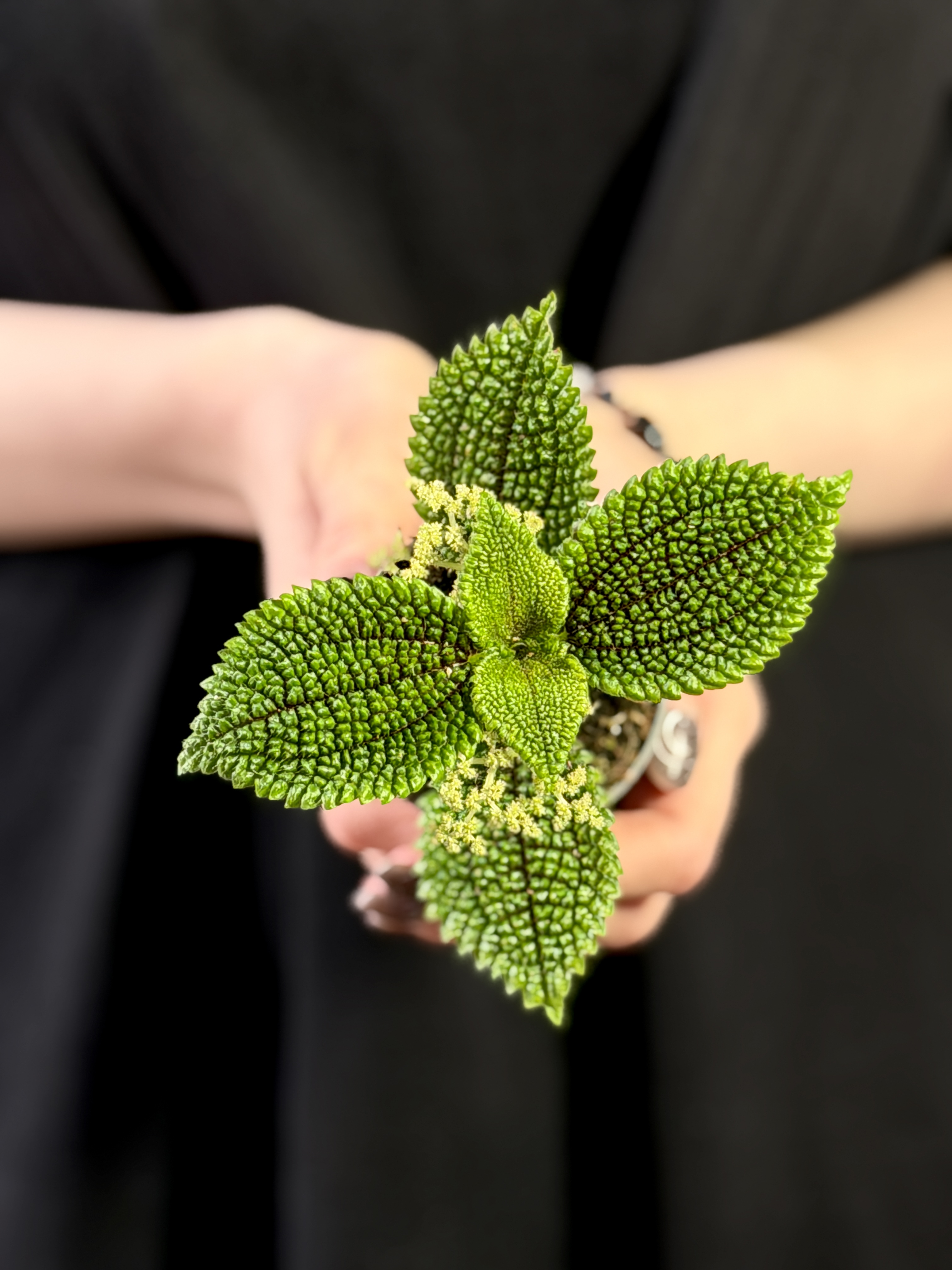 Пилея Мун Валли (Pilea Moon Valley) D6см