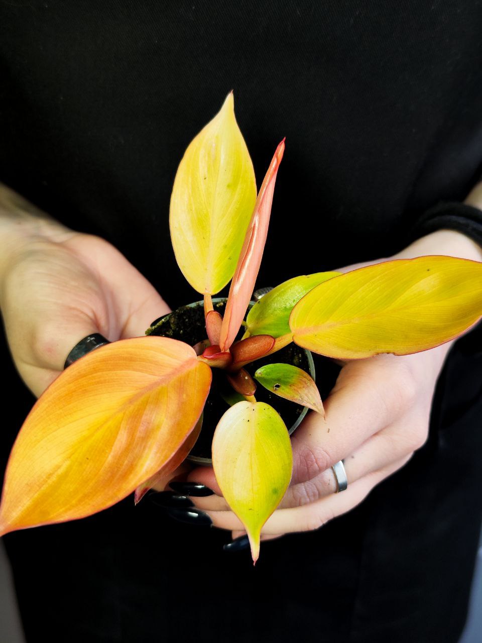 Филодендрон Принц Оранж (Philodendron Prince of Orange) D6см