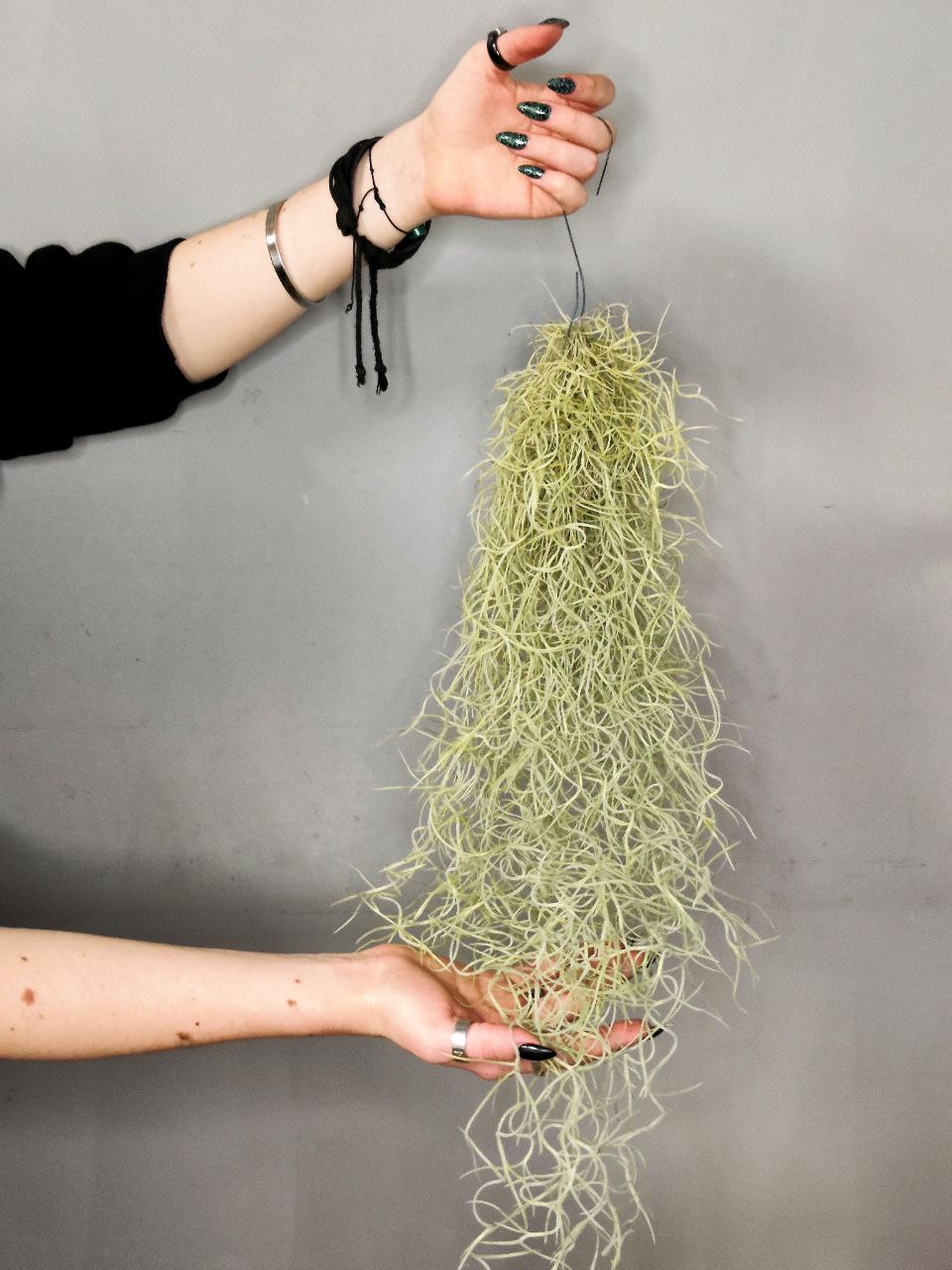 Тилландсия Уснеевидная (Tillandsia Usneoides)