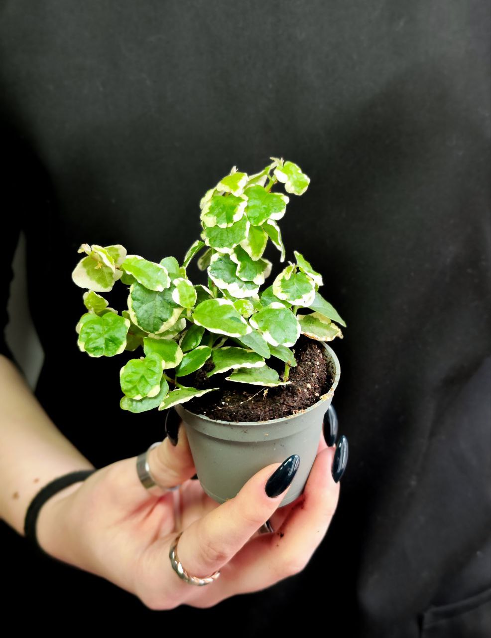 Фикус «Пумила Белла Санни» (Ficus Pumila Belle Sunny) D6см