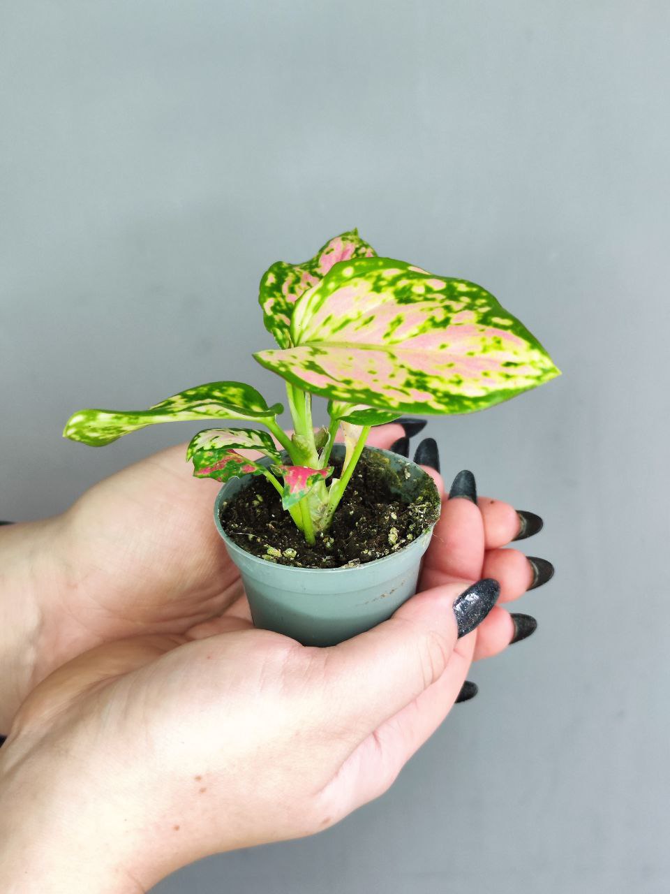 Аглаонема Ред Валентин, или Ред Валентайн (Aglaonema Red Valentine) D6см
