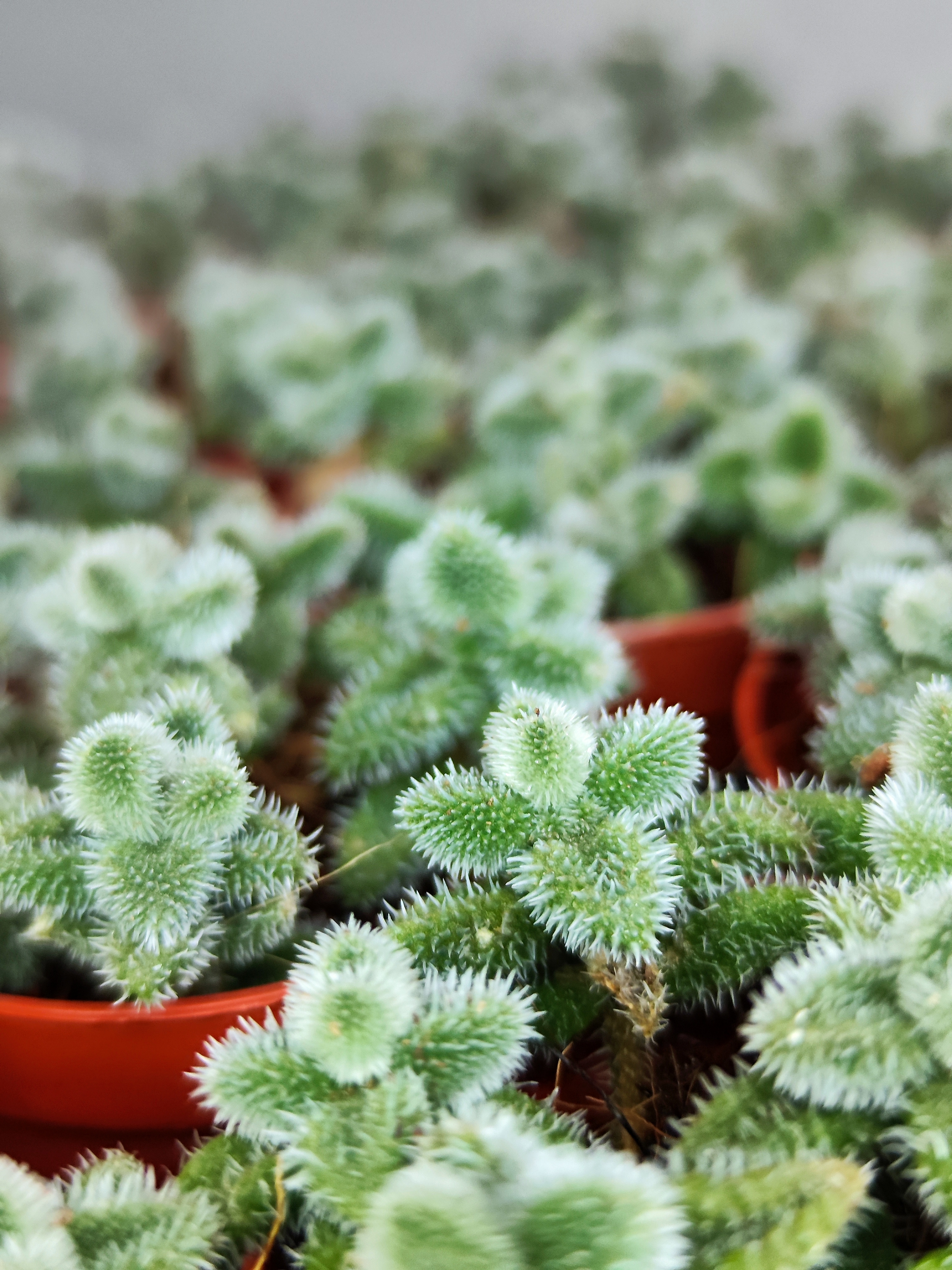 Делосперма Эхинатум (Delosperma Echinatum) D5см